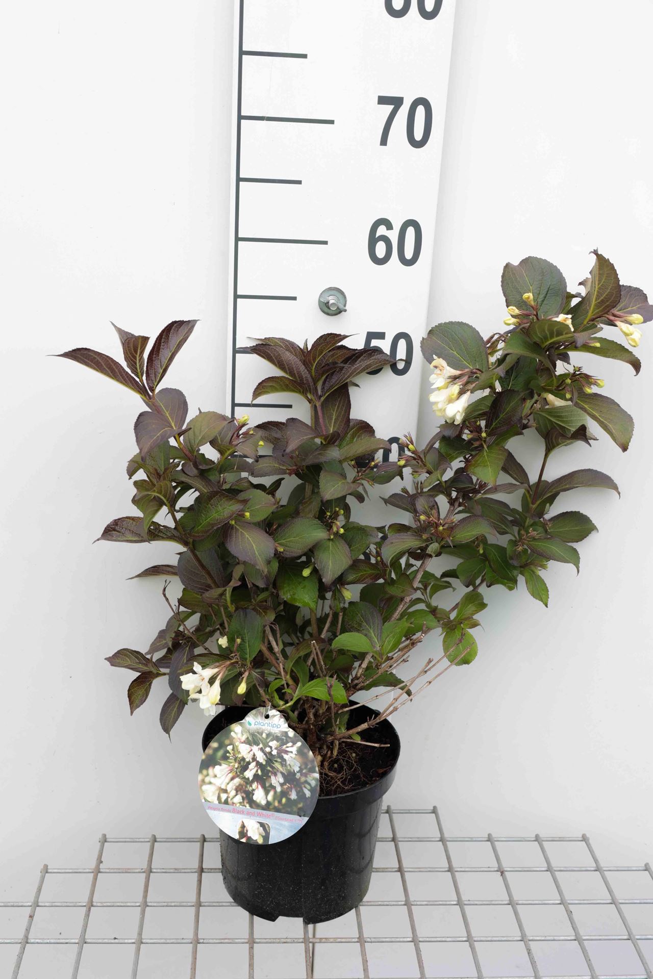 Weigela'Courtacad1'- pot - 30-40 cm afbeelding
