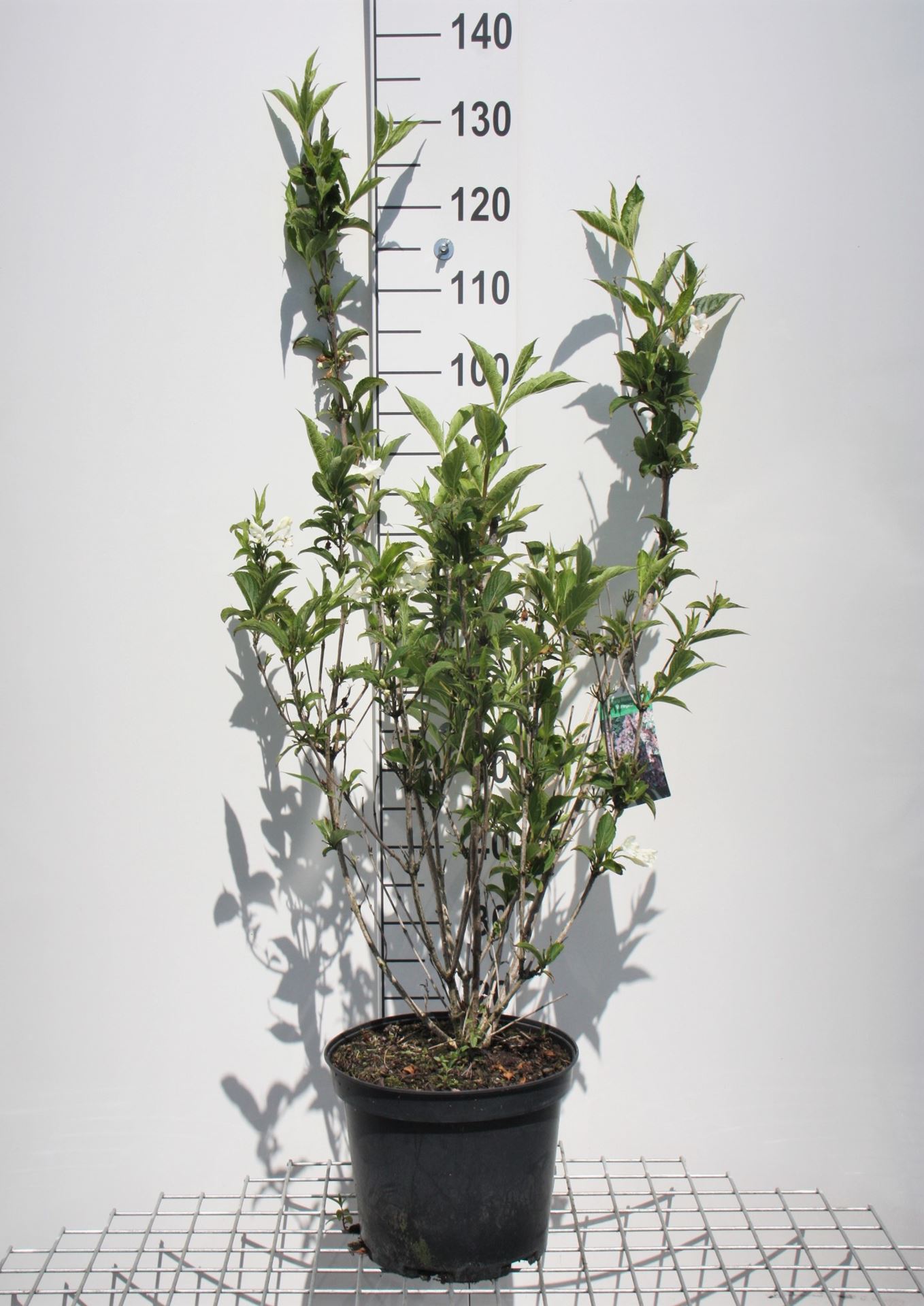 Weigela 'Eva Rathke' - pot - 50-60 cm