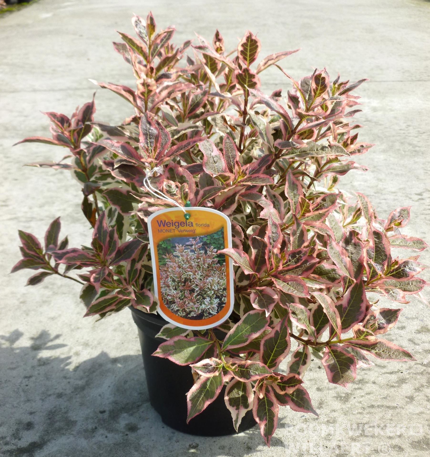 Weigela florida'Verweig'(Monet) - pot - 25-30 cm - afbeelding