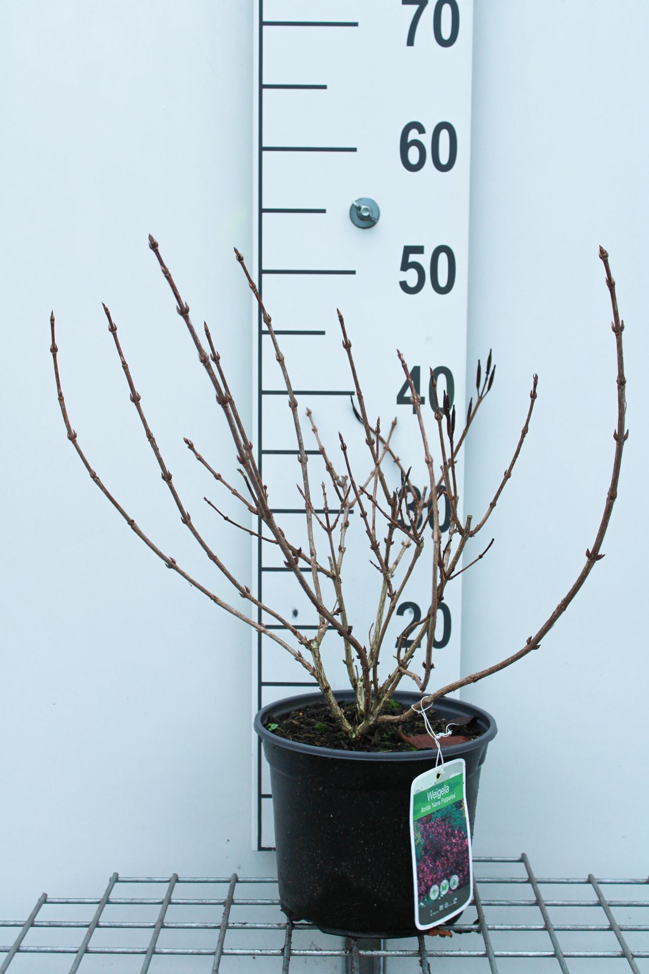 Weigela florida'Nana Purpurea'- pot - 30-40 cm afbeelding