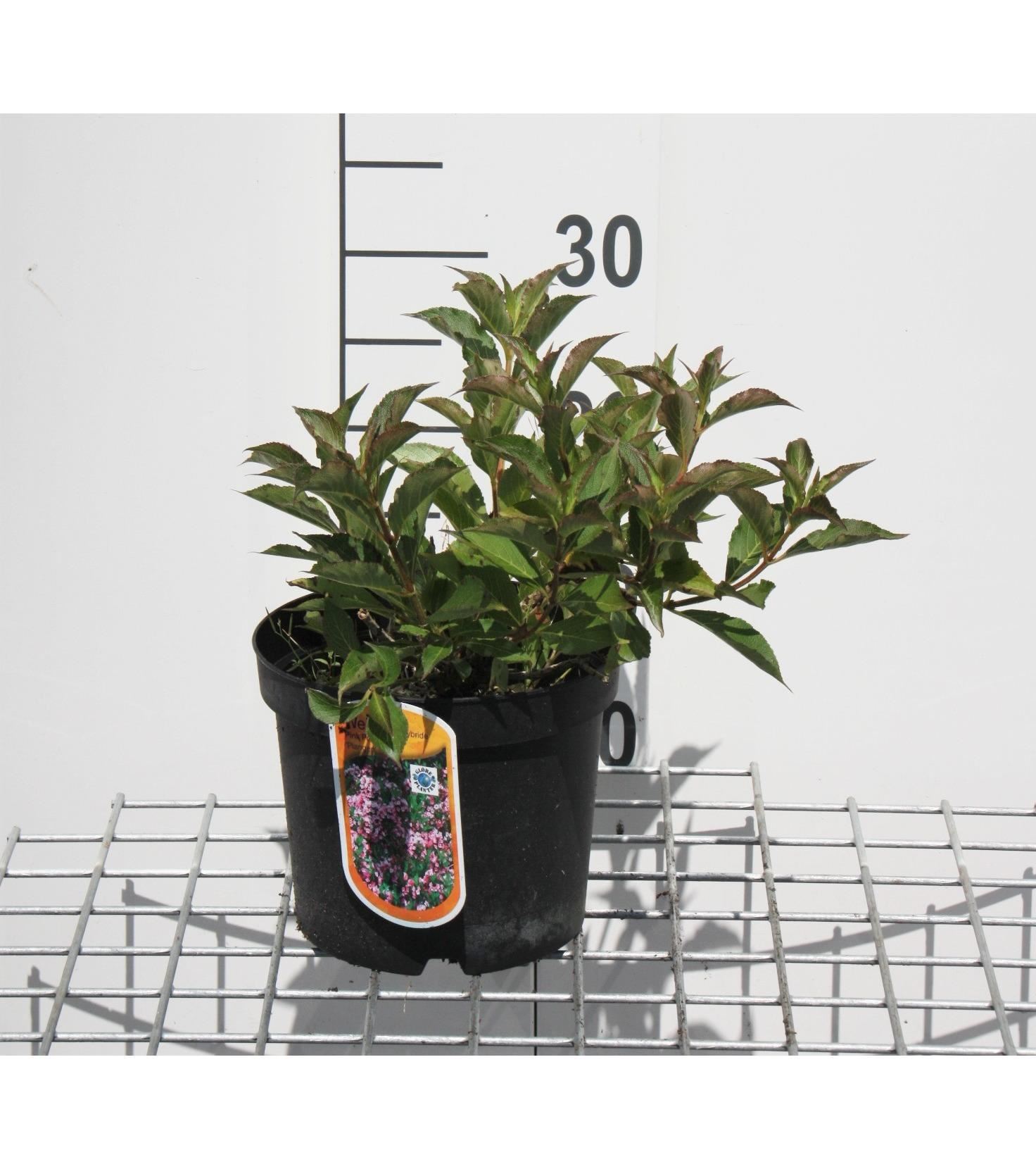 Weigela florida'Plangen'(Pink Poppet) - pot - 30-40 cm afbeelding