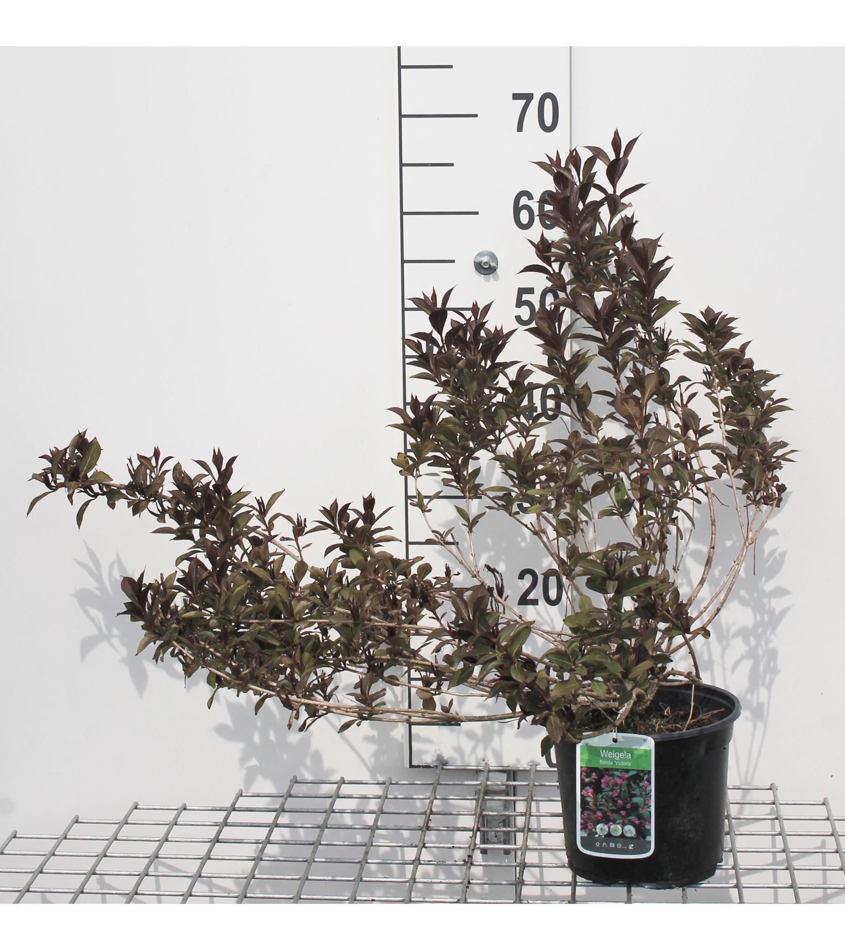 Weigela florida 'Victoria' - pot - 50-60 cm