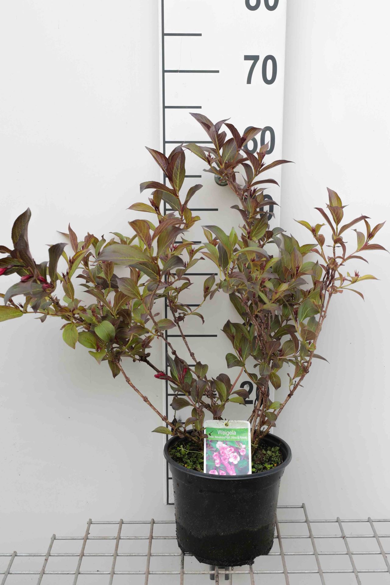 Weigela florida 'Alexandra' - pot - 40-50 cm