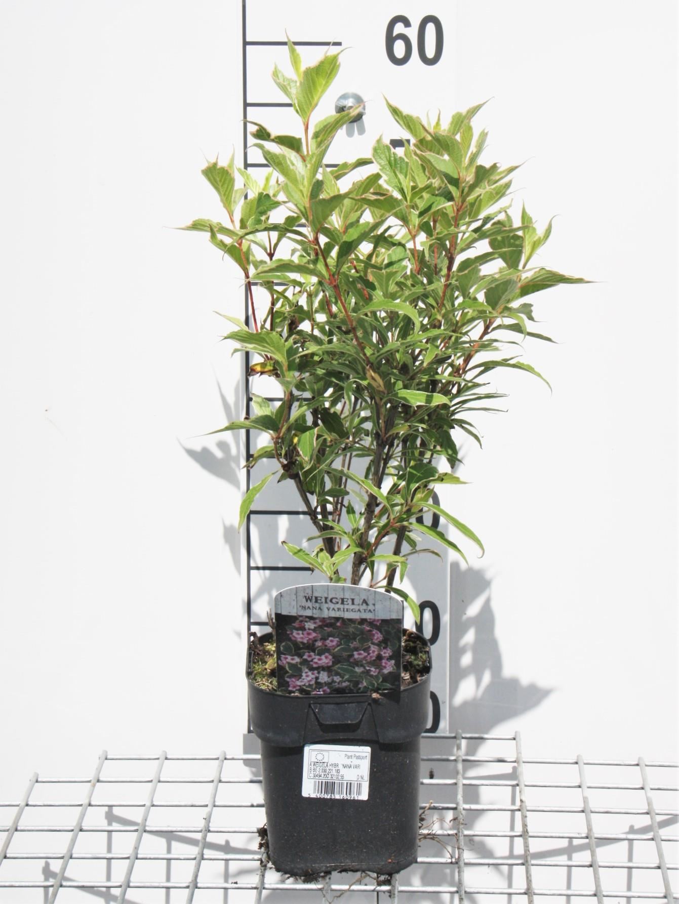 Weigela'Nana Variegata'- pot - 30-40 cm afbeelding
