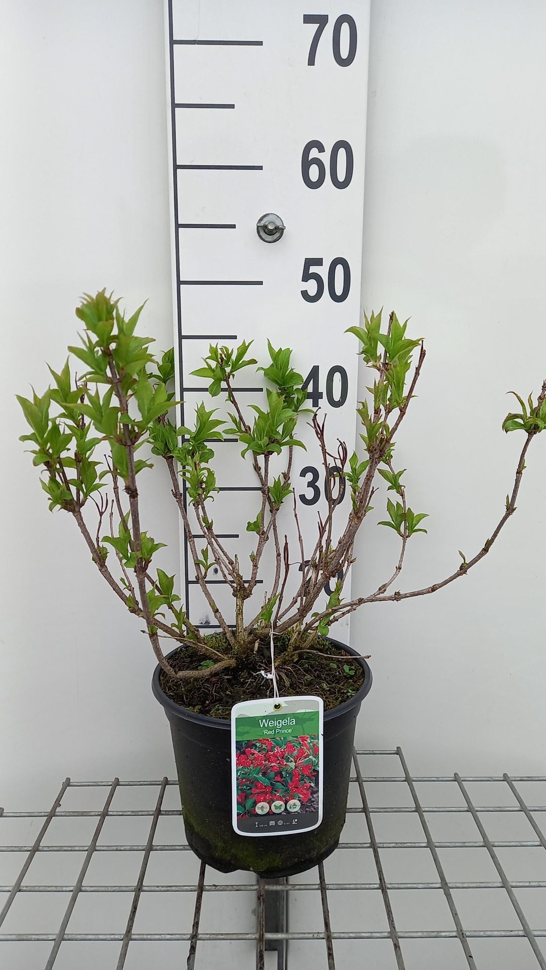 Weigela 'Red Prince' - pot - 40-50 cm