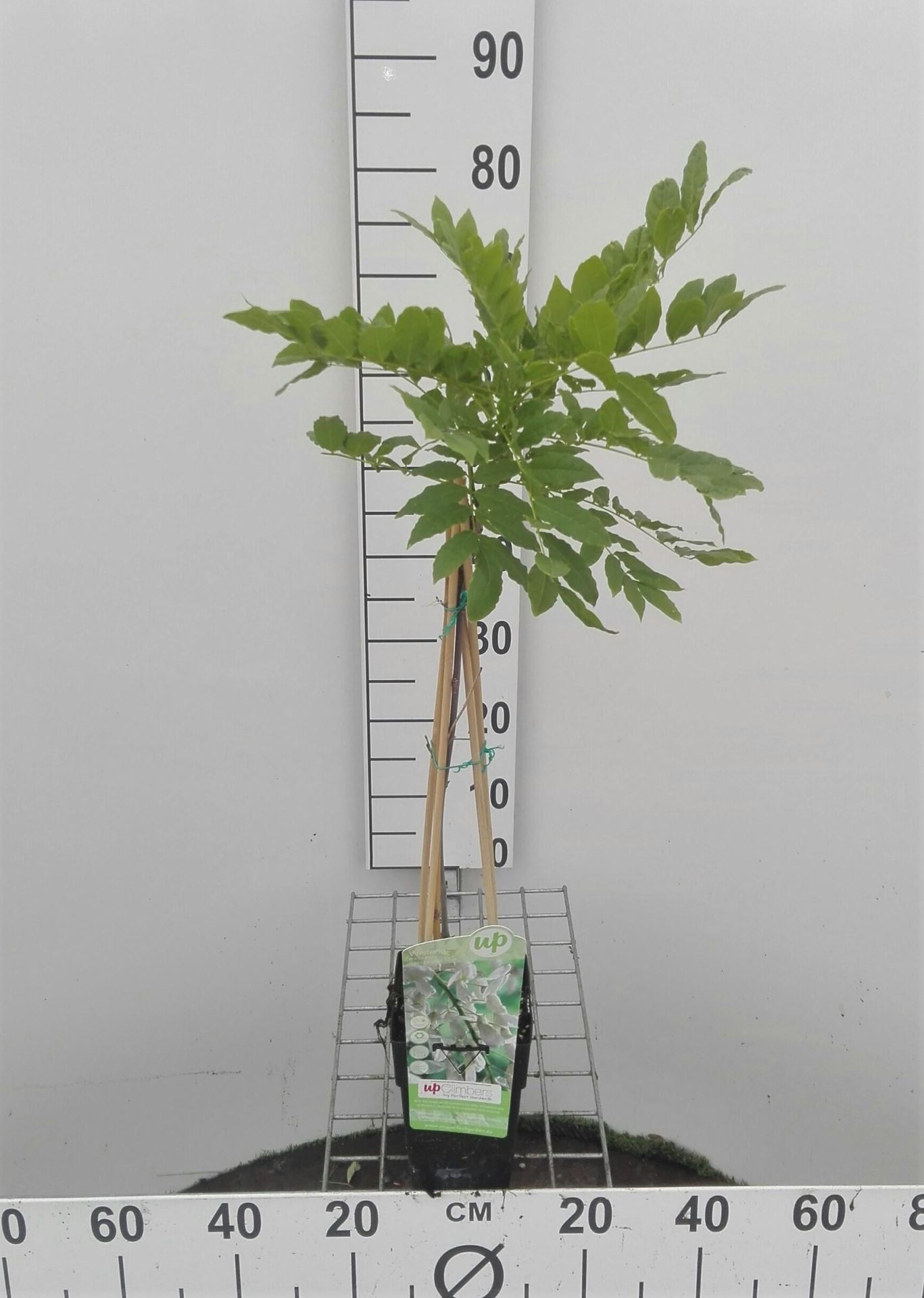 Wisteria floribunda 'Alba' - pot - 50-60 cm -