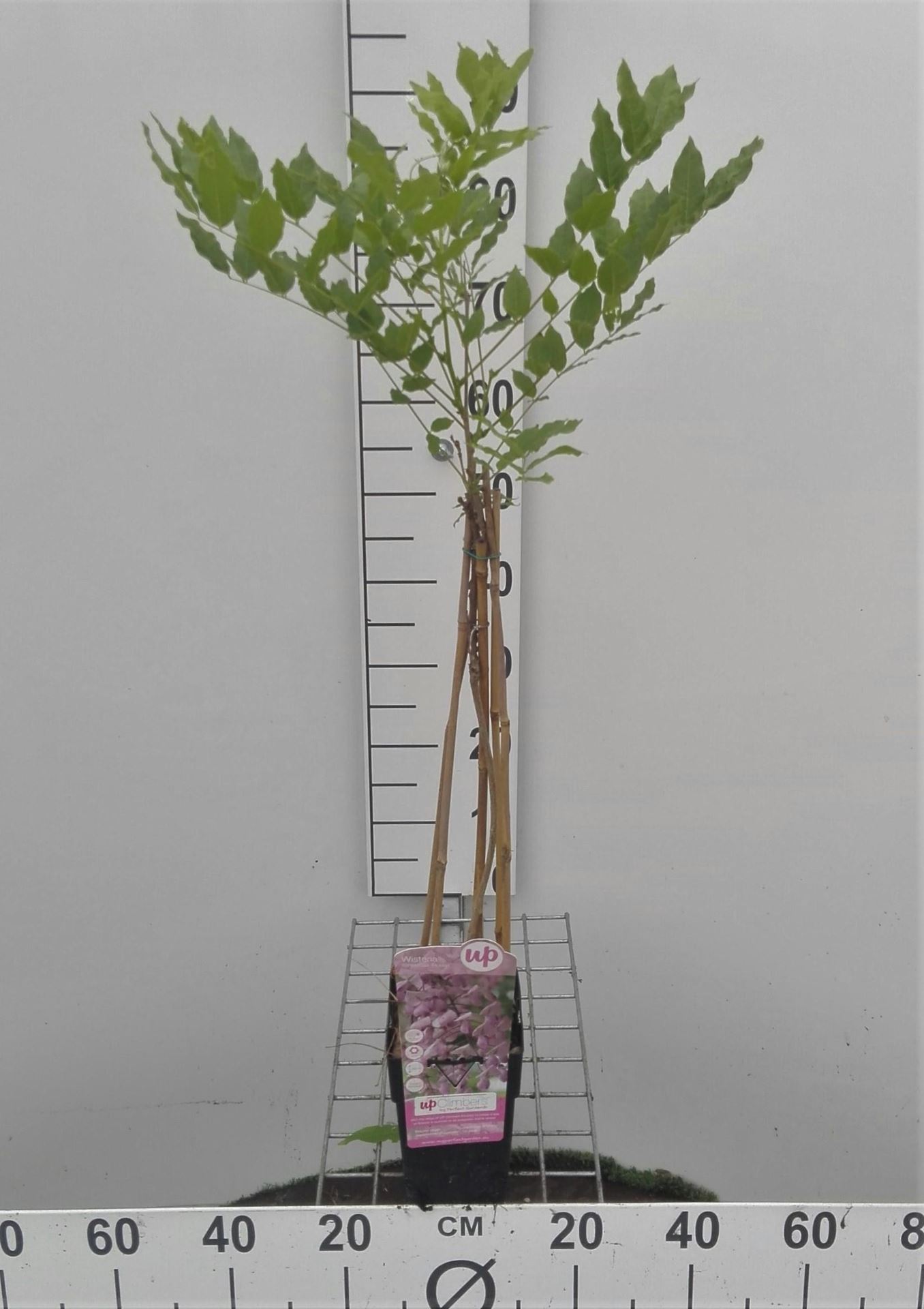 Wisteria floribunda 'Honbeni' - pot - 50-60 cm -