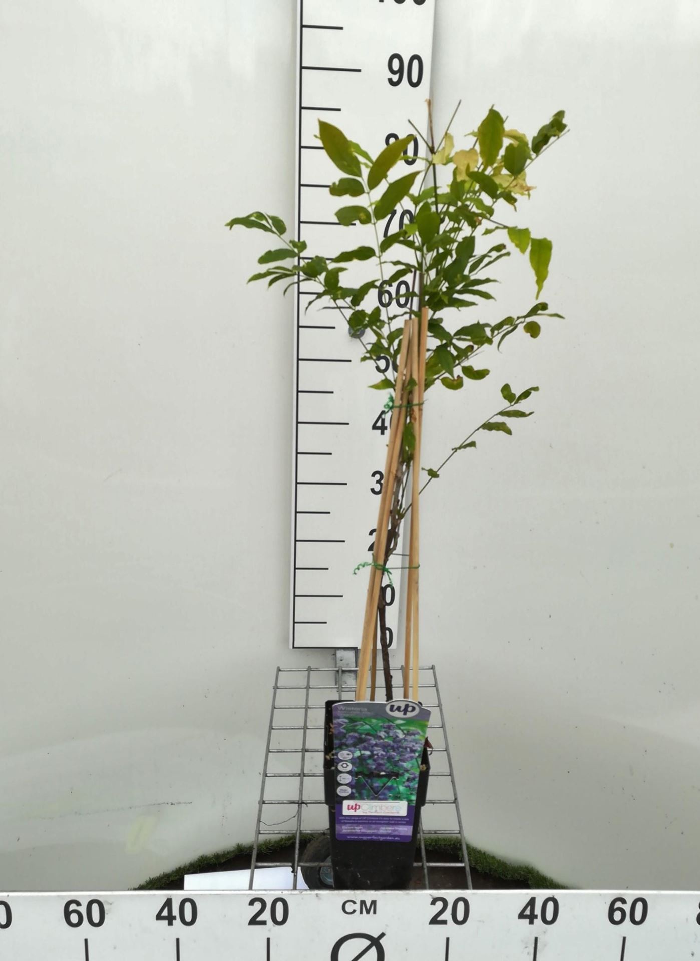Wisteria floribunda 'Yae-kokuryu' - pot - 50-60 cm