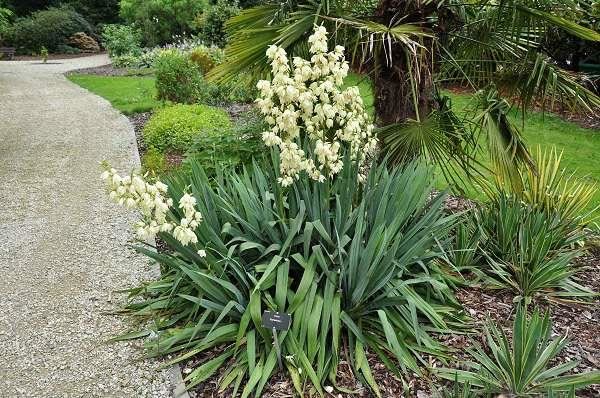 Yucca filamentosa - pot 9x9 cm - Vezelyucca / Vezelpalmlelie afbeelding