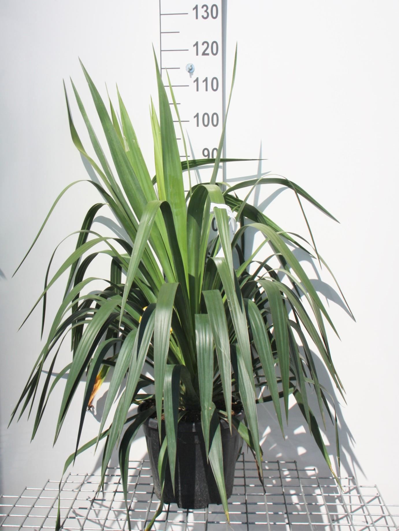 Yucca gloriosa - pot 10L - 50-60 cm afbeelding