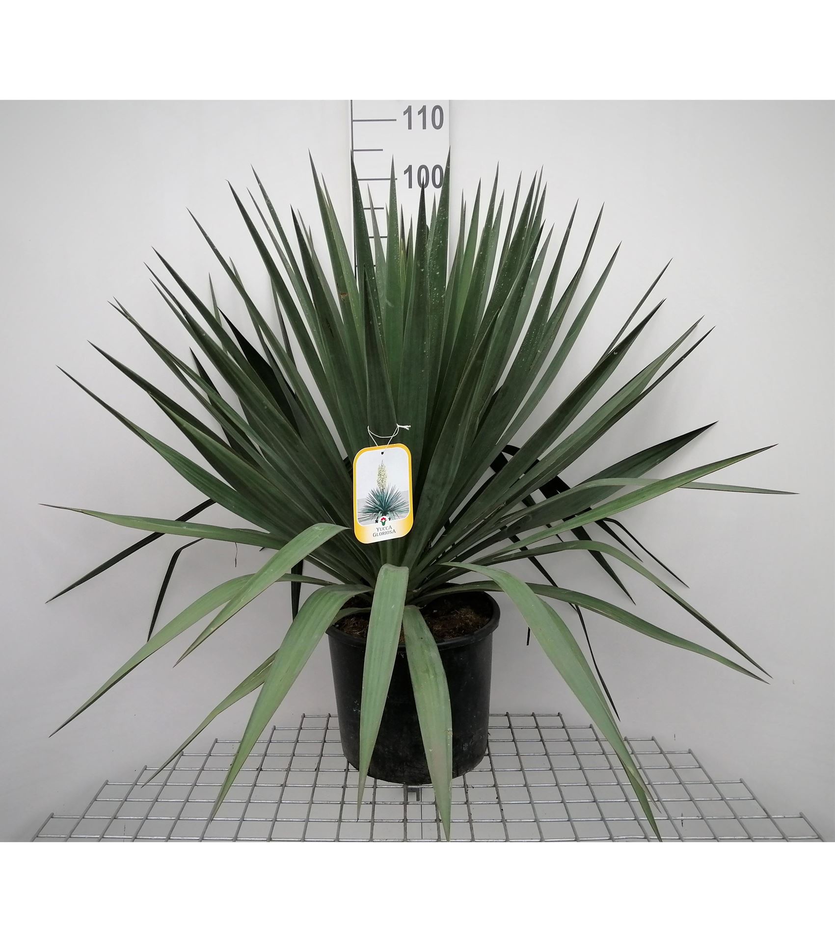 Yucca gloriosa - pot 15L - 60-80 cm afbeelding