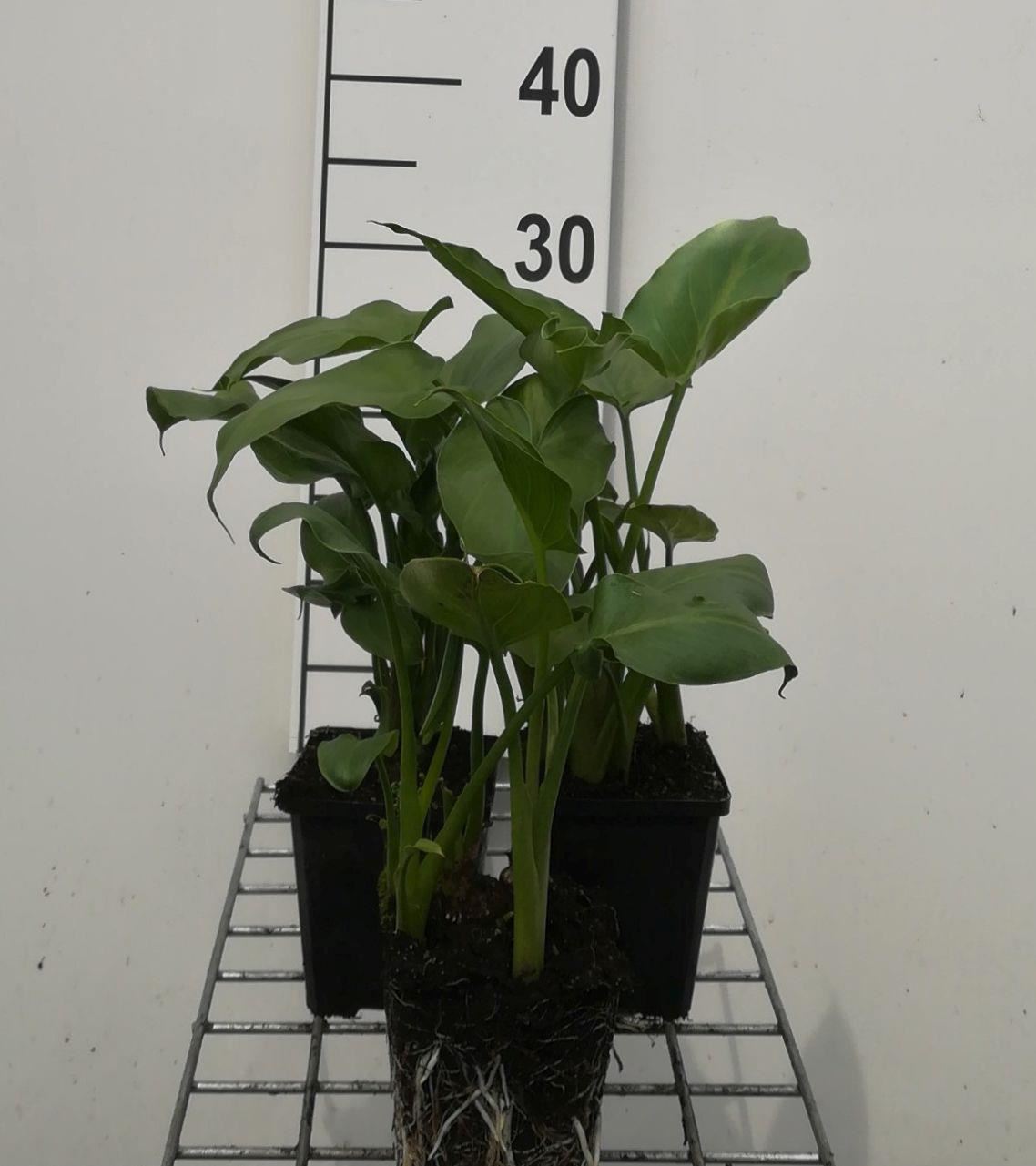 Zantedeschia aethiopica - pot 9x9 cm afbeelding