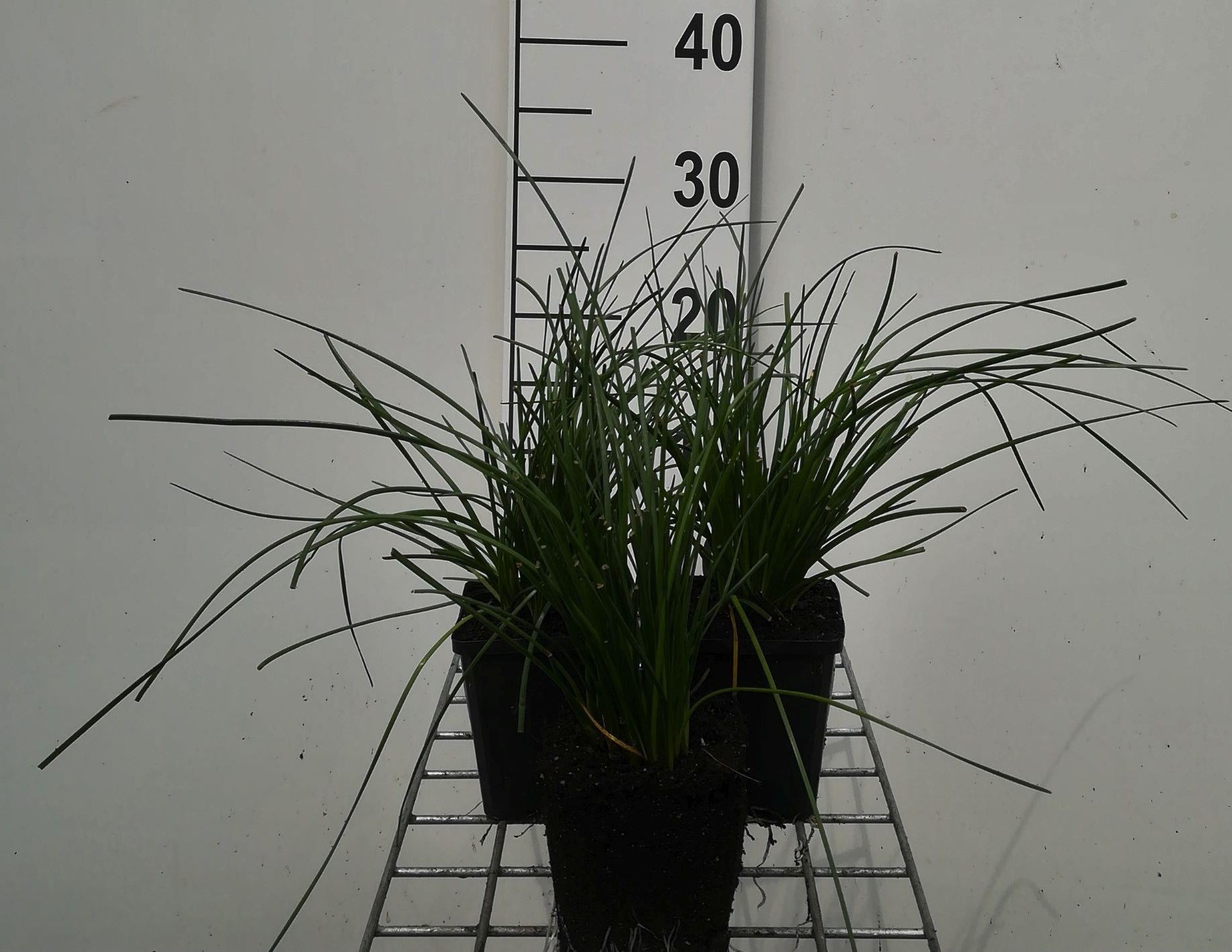 Zephyranthes candida - pot 9x9 cm afbeelding