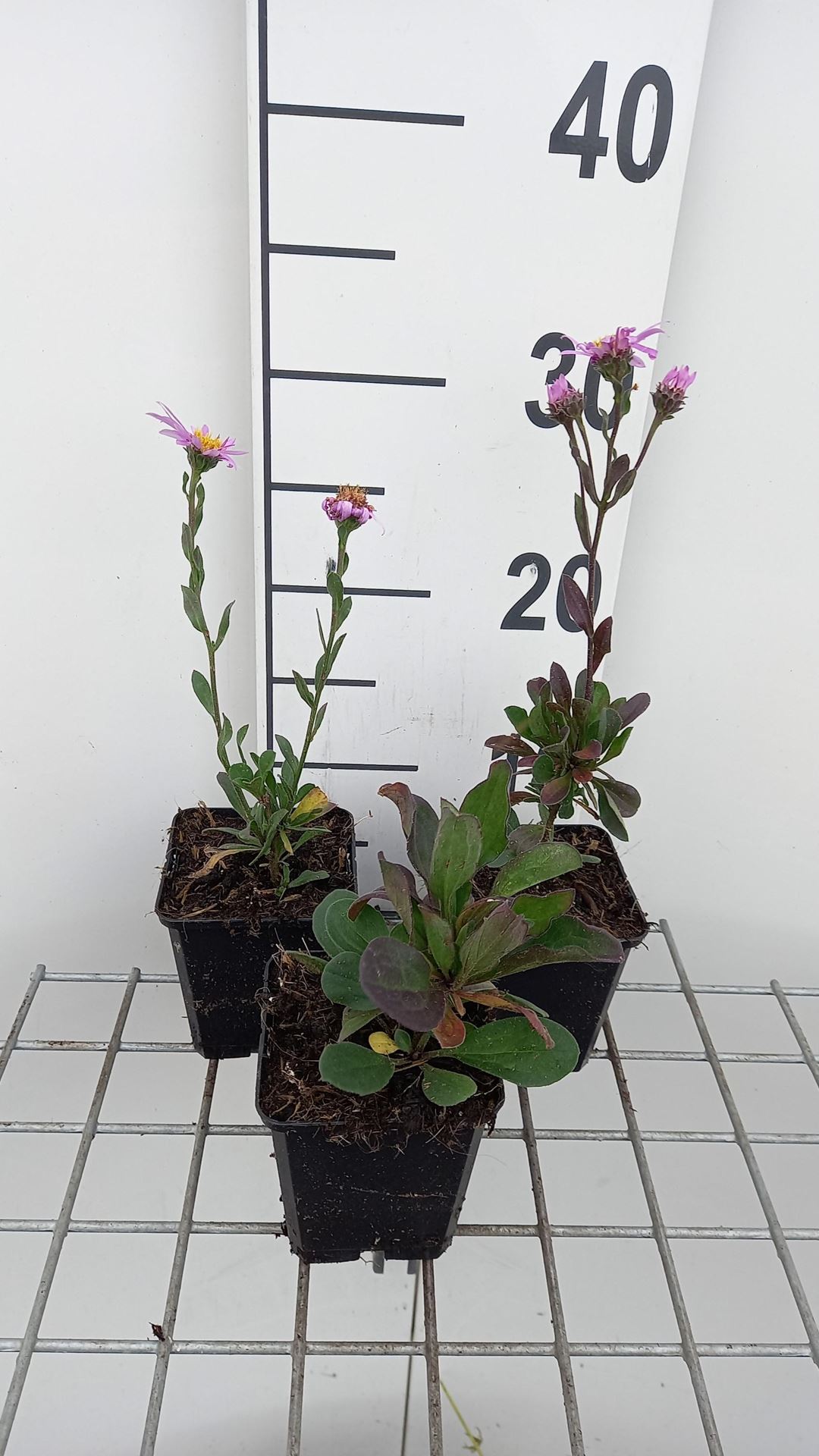 Aster amellus'Rosa Erfüllung'- pot 9x9 cm afbeelding