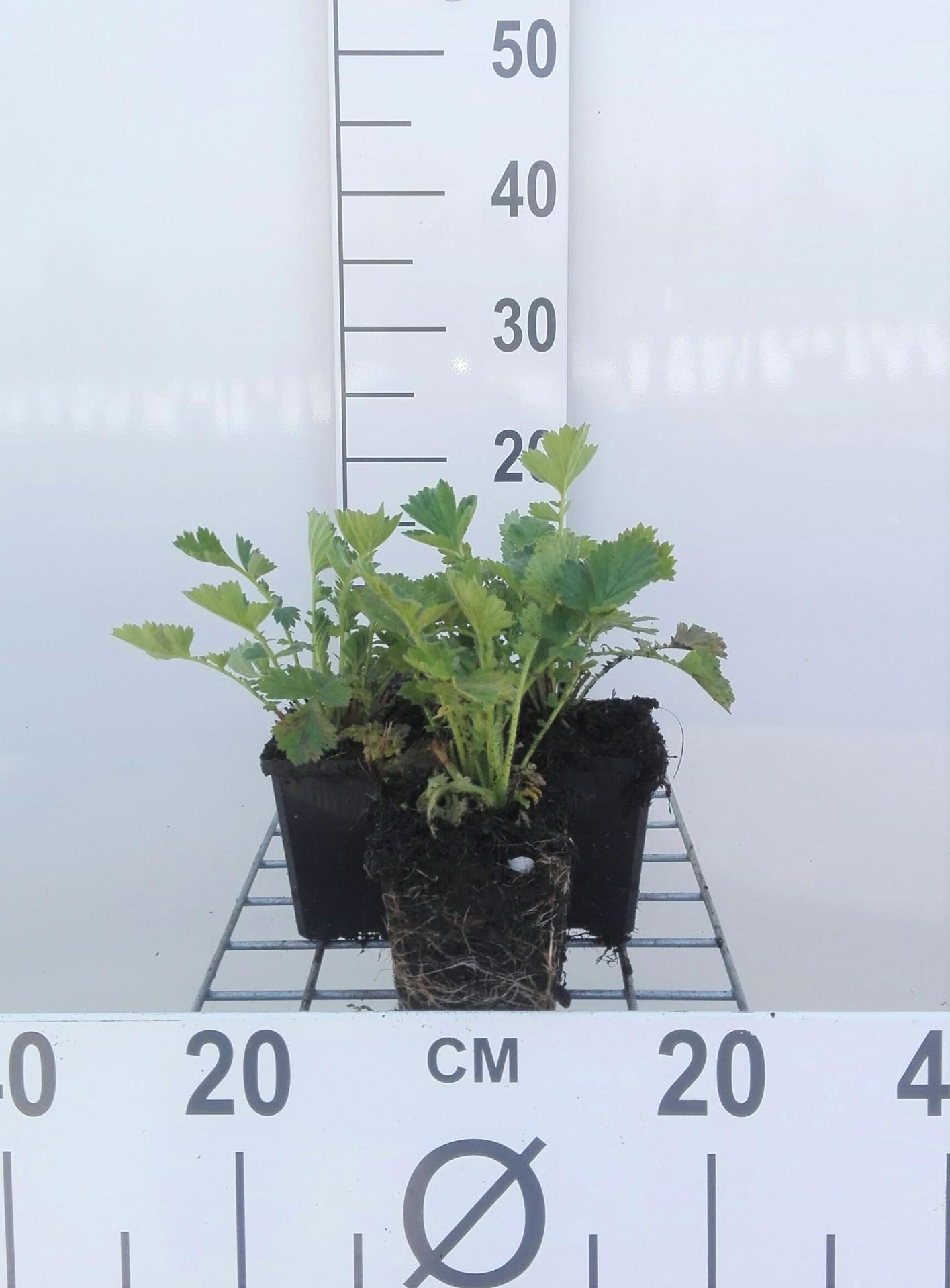 Geum chiloense'Lady Stratheden'- pot 9x9 cm - Nagelkruid afbeelding