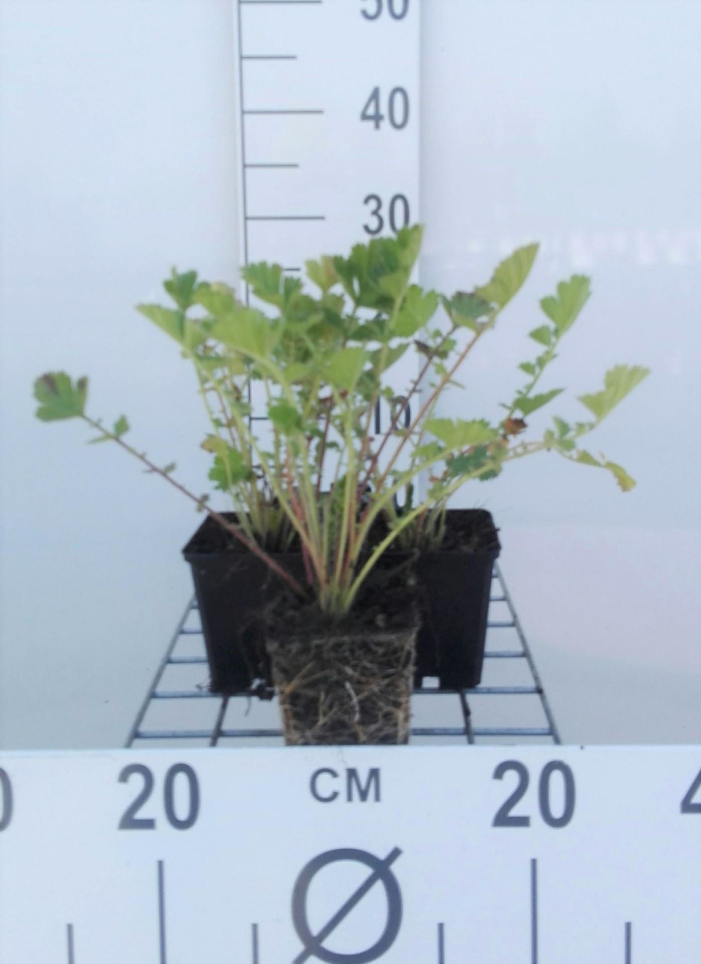 Geum chiloense'Mrs Bradshaw'- pot 9x9 cm - Nagelkruid afbeelding