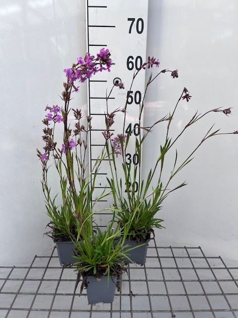 Lychnis viscaria'Splendens'- pot 9x9 cm afbeelding