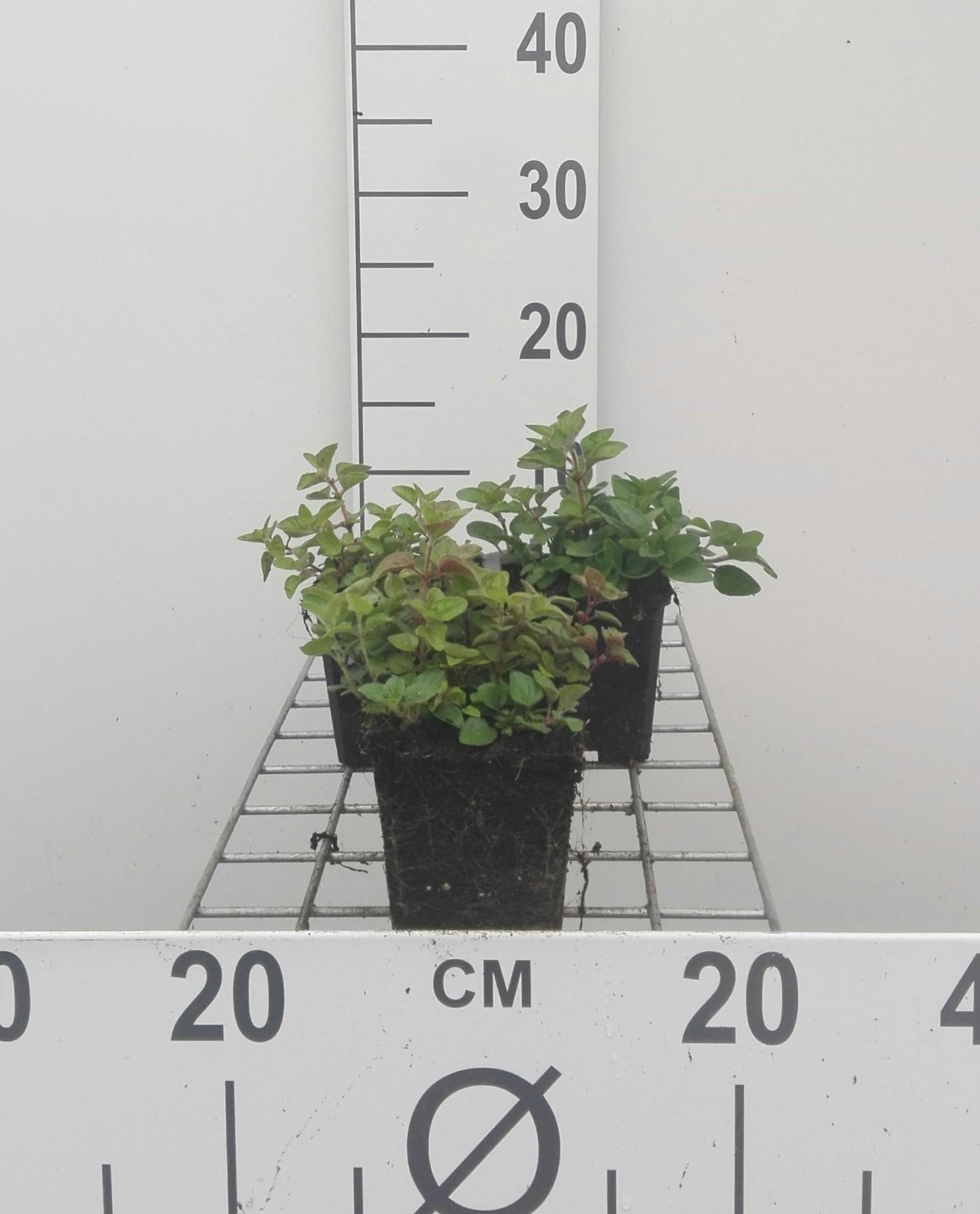 Oregano, wilde marjolein, palingkruid - pot 9x9 cm (Origanum vulgare) - Wilde marjolein / Oregano / Palingkruid afbeelding