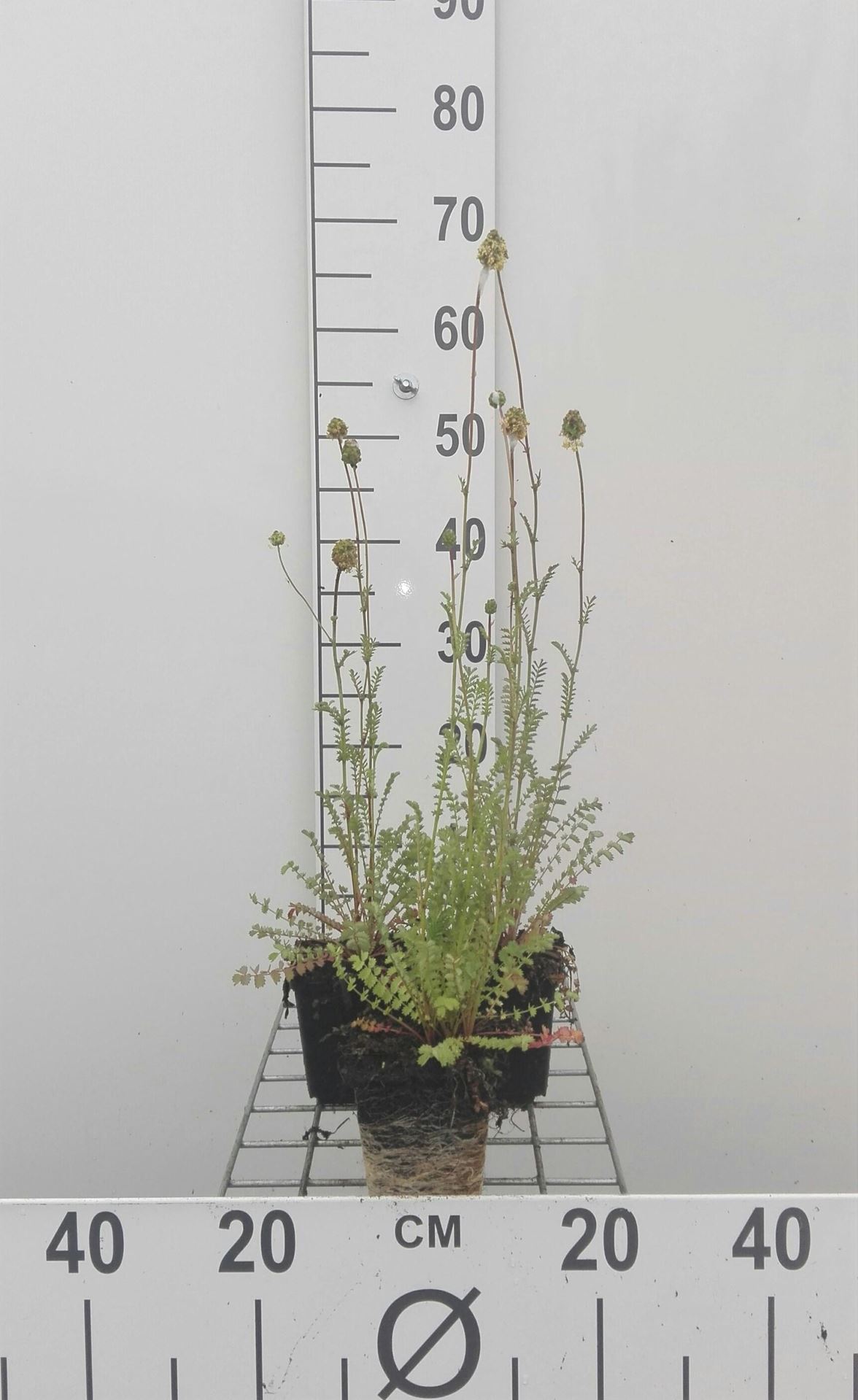 Kleine pimpernel - pot 9x9 cm (Sanguisorba minor) - Kleine pimpernel / Moespimpernel afbeelding