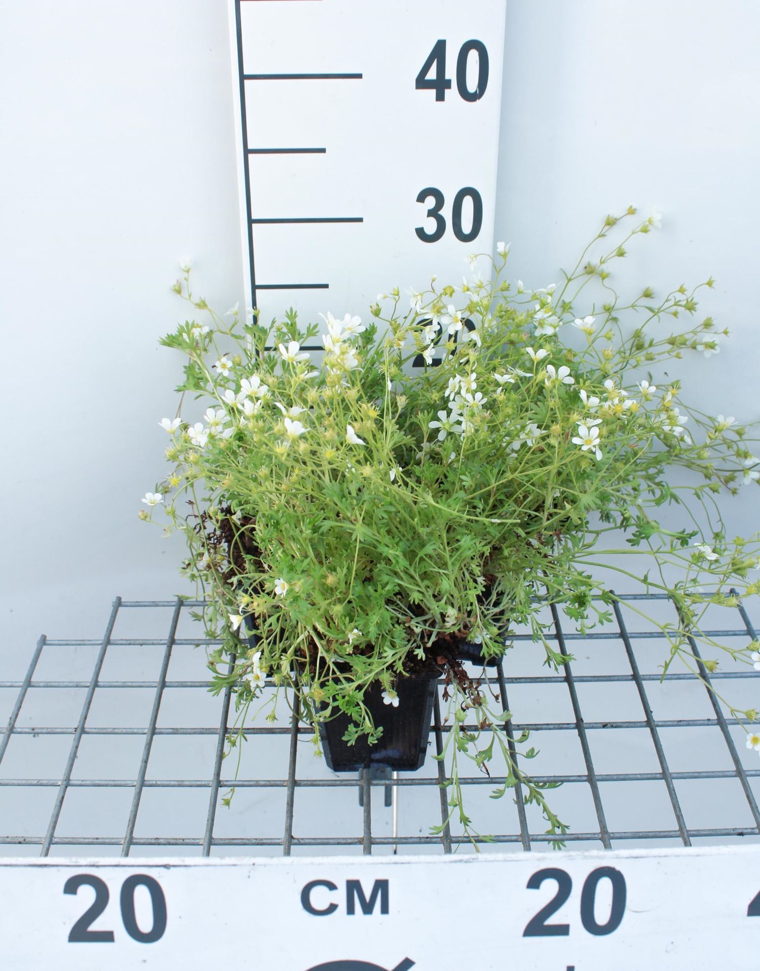 Saxifraga'Schneeteppich'- pot 9x9 cm afbeelding
