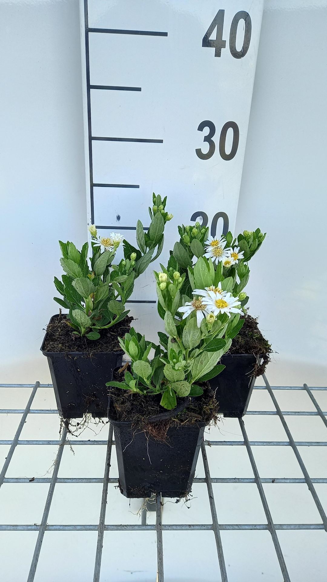 Aster ageratoides'Starshine'- pot 9x9 cm afbeelding