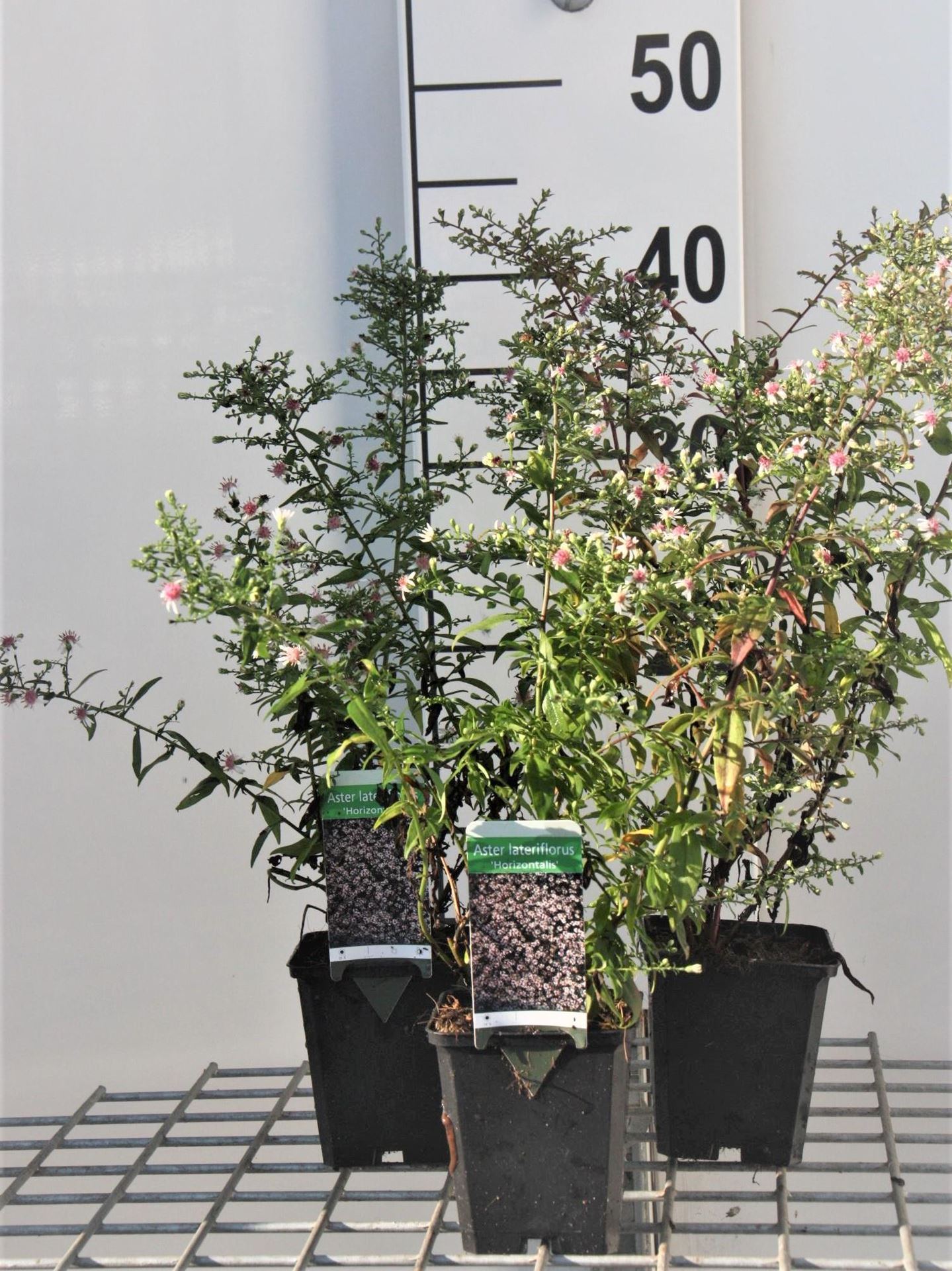 Aster lateriflorus'Horizontalis'- pot 9x9 cm afbeelding