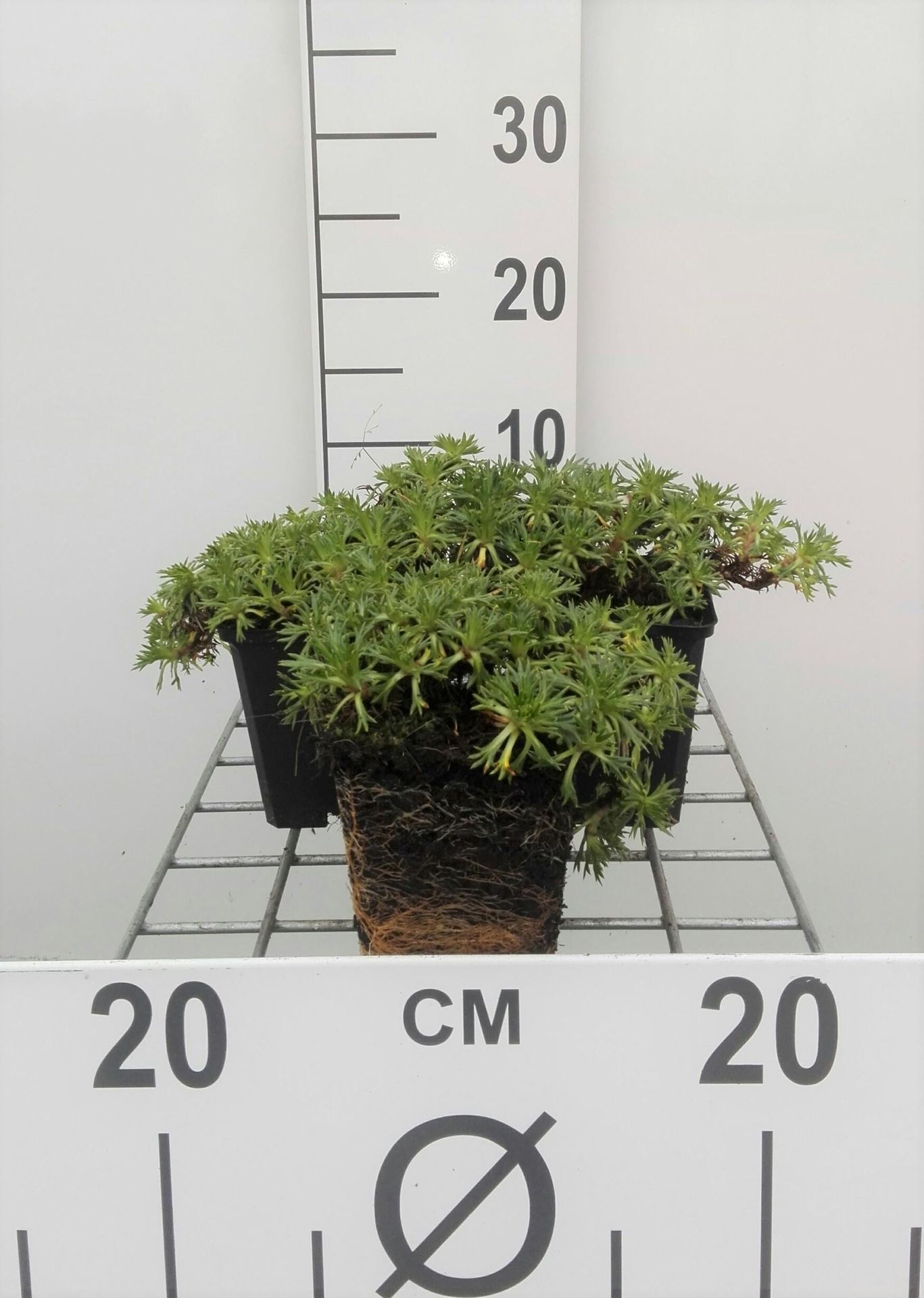 Azorella trifurcata - pot 9x9 cm - Andeskruid afbeelding