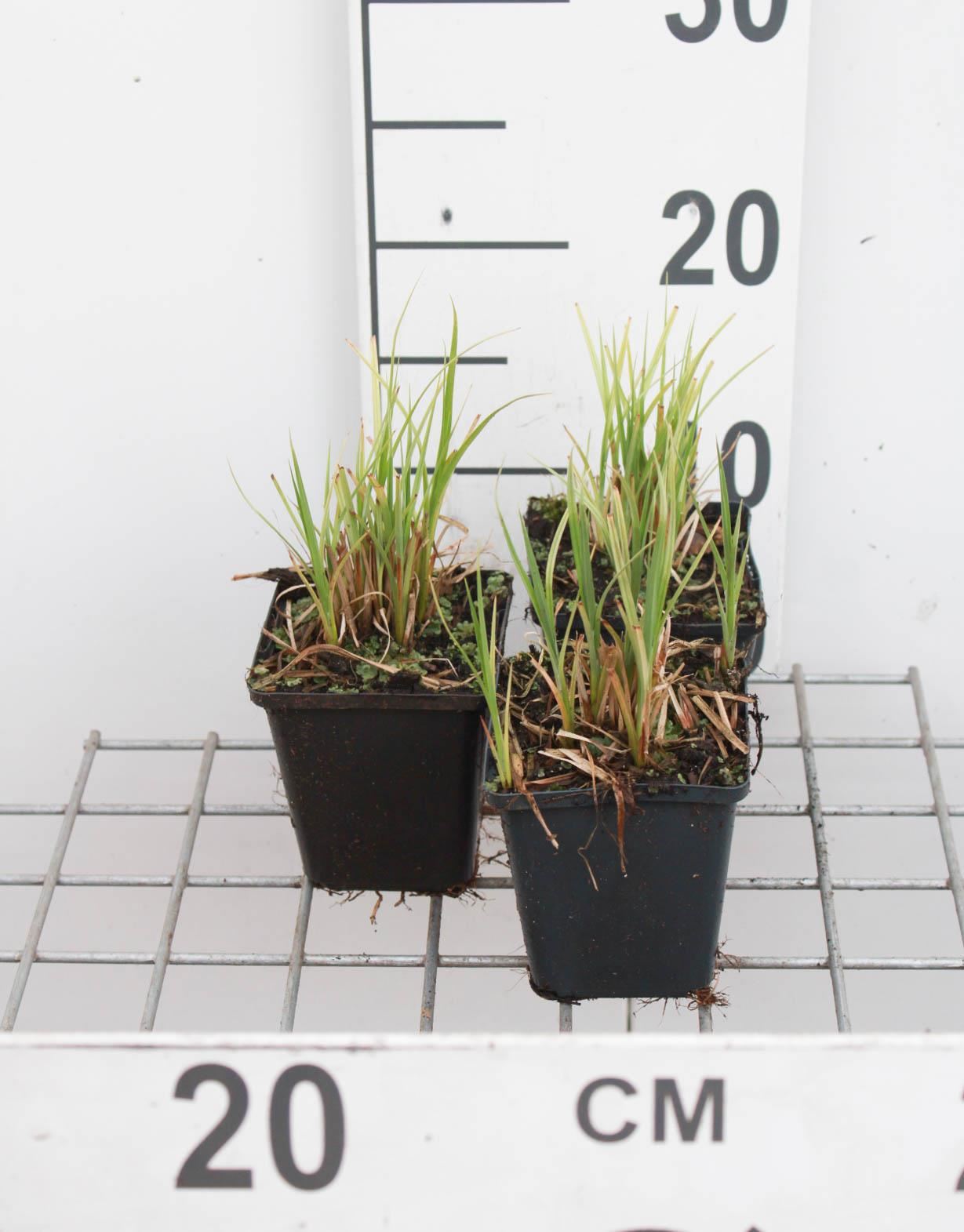 Carex acutiformis - pot 9x9 cm - Moeraszegge afbeelding