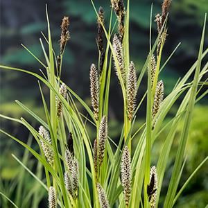 Carex riparia - pot 9x9 cm afbeelding