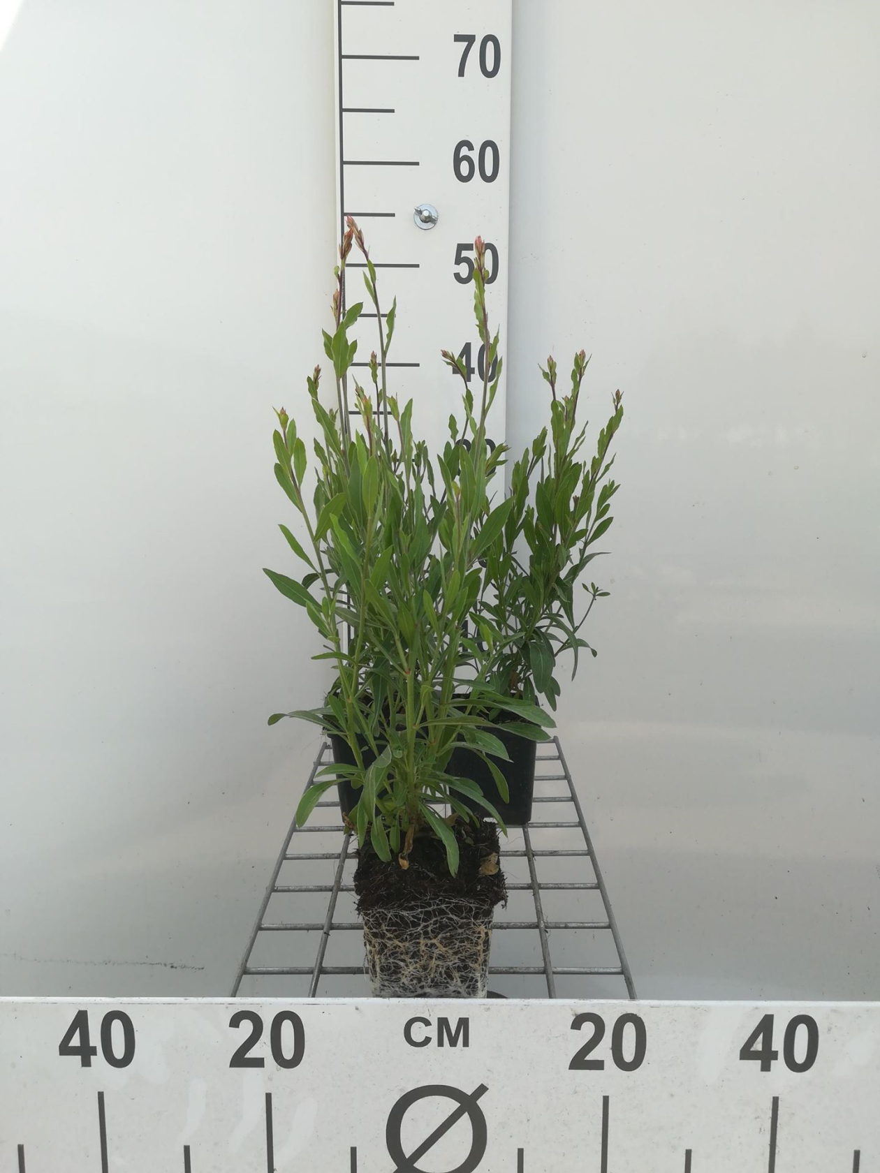 Gaura lindheimeri'Whirling Butterflies'- Prachtkaars - pot 9x9 cm - prachtkaars afbeelding