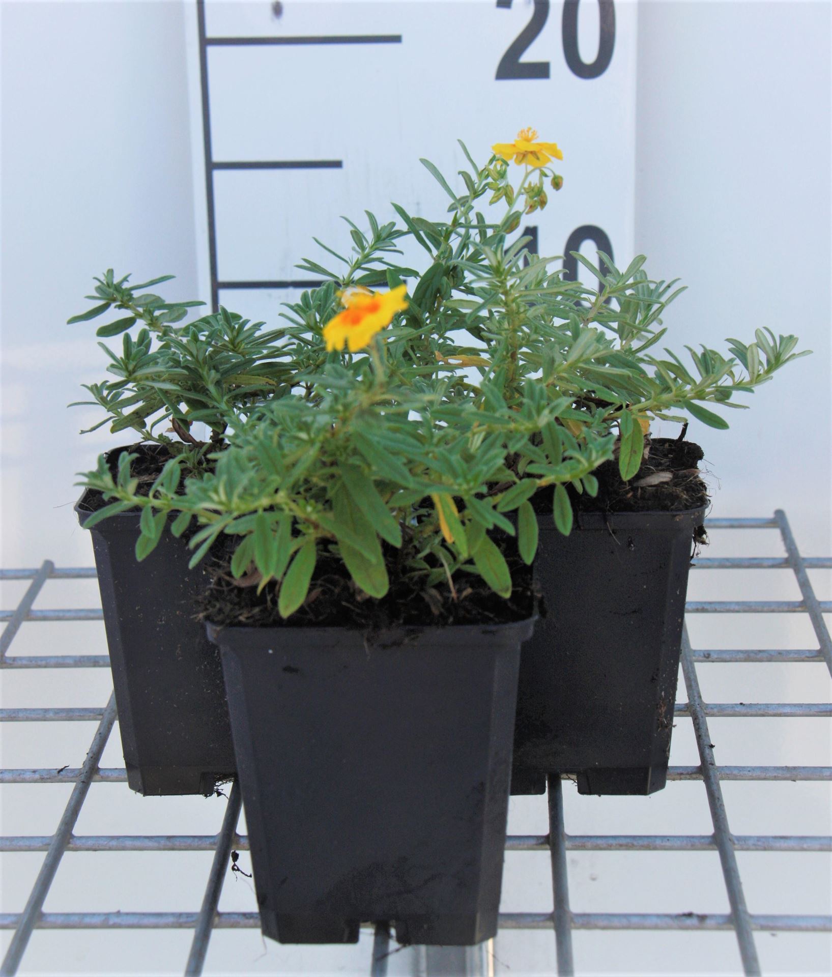 Helianthemum'Golden Queen'- pot 9x9 cm afbeelding