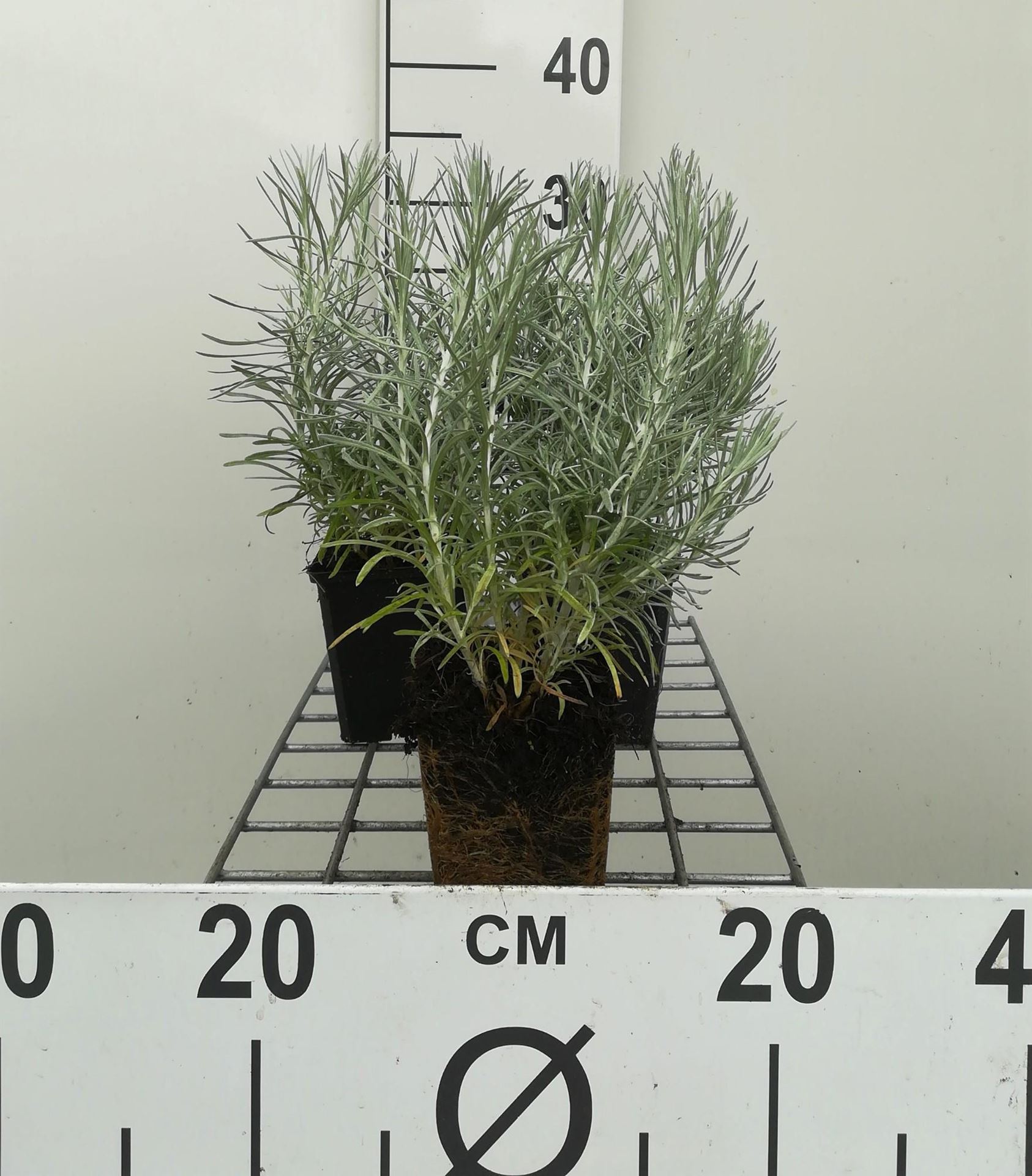 Kerrieplant, kerriekruid - pot 9x9 cm (Helichrysum italicum) - Kerrieplant / Italiaanse strobloem / Kerriekruid afbeelding