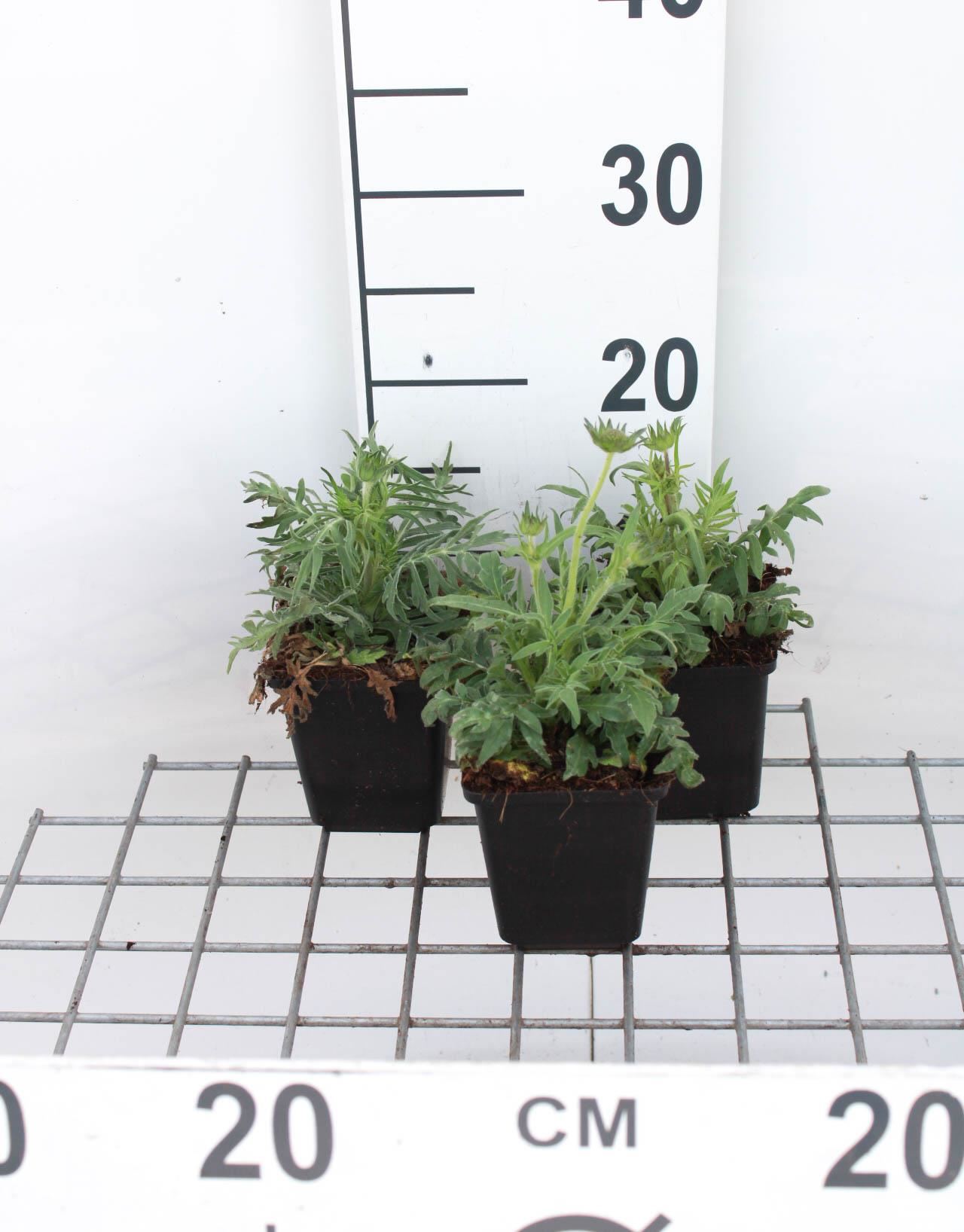 Knautia arvensis - pot 9x9 cm afbeelding