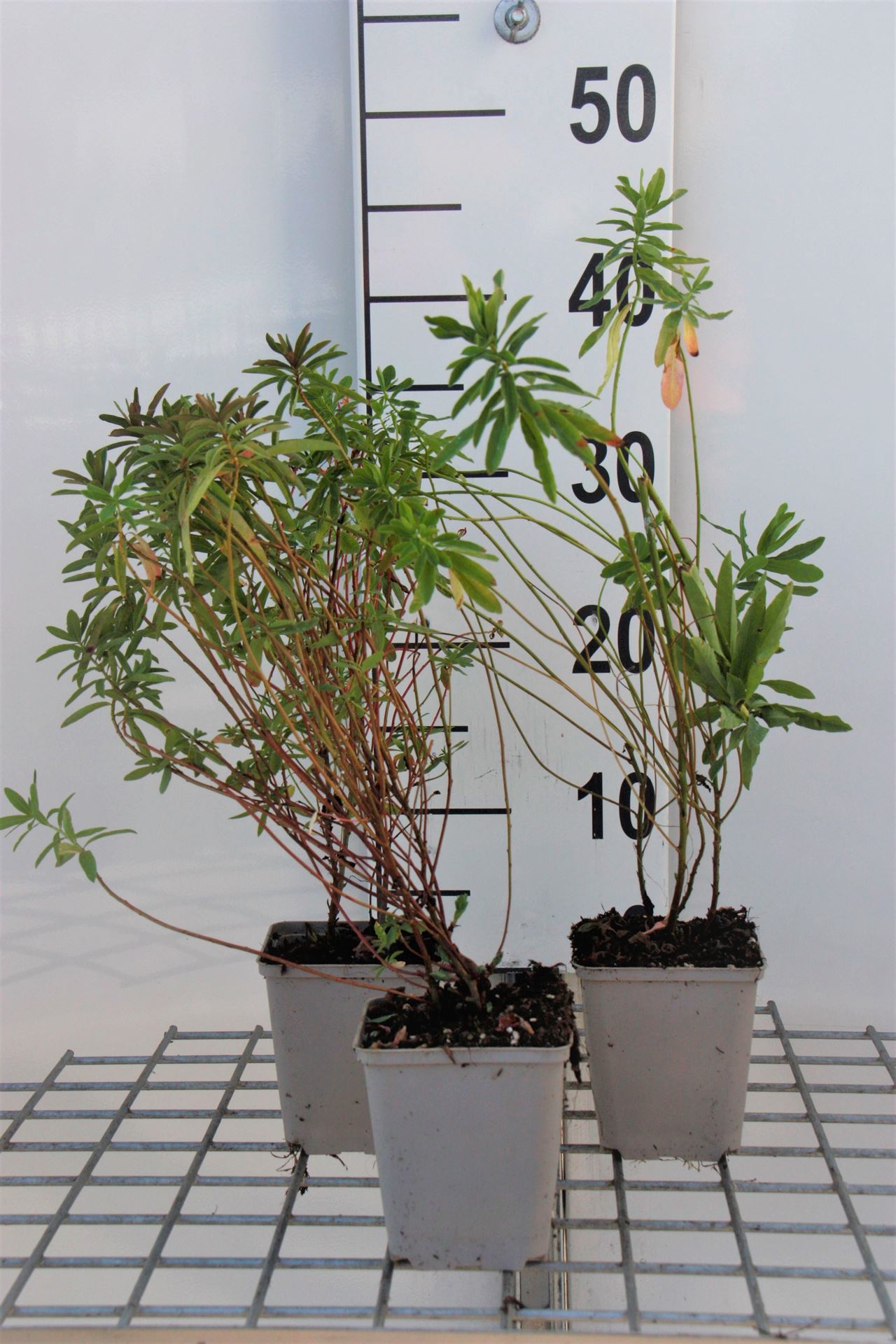 Euphorbia polychroma - pot 9x9 cm - Wolfsmelk afbeelding
