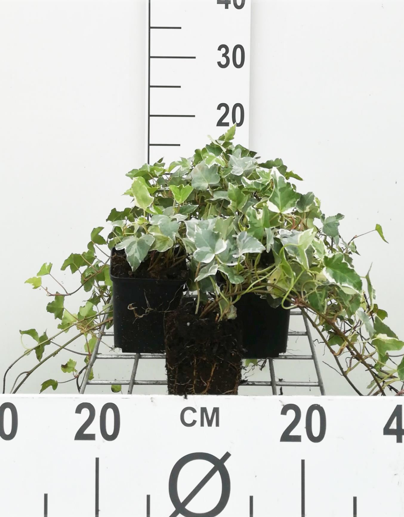 Hedera helix'Glacier'- pot 9x9 cm - klimop afbeelding