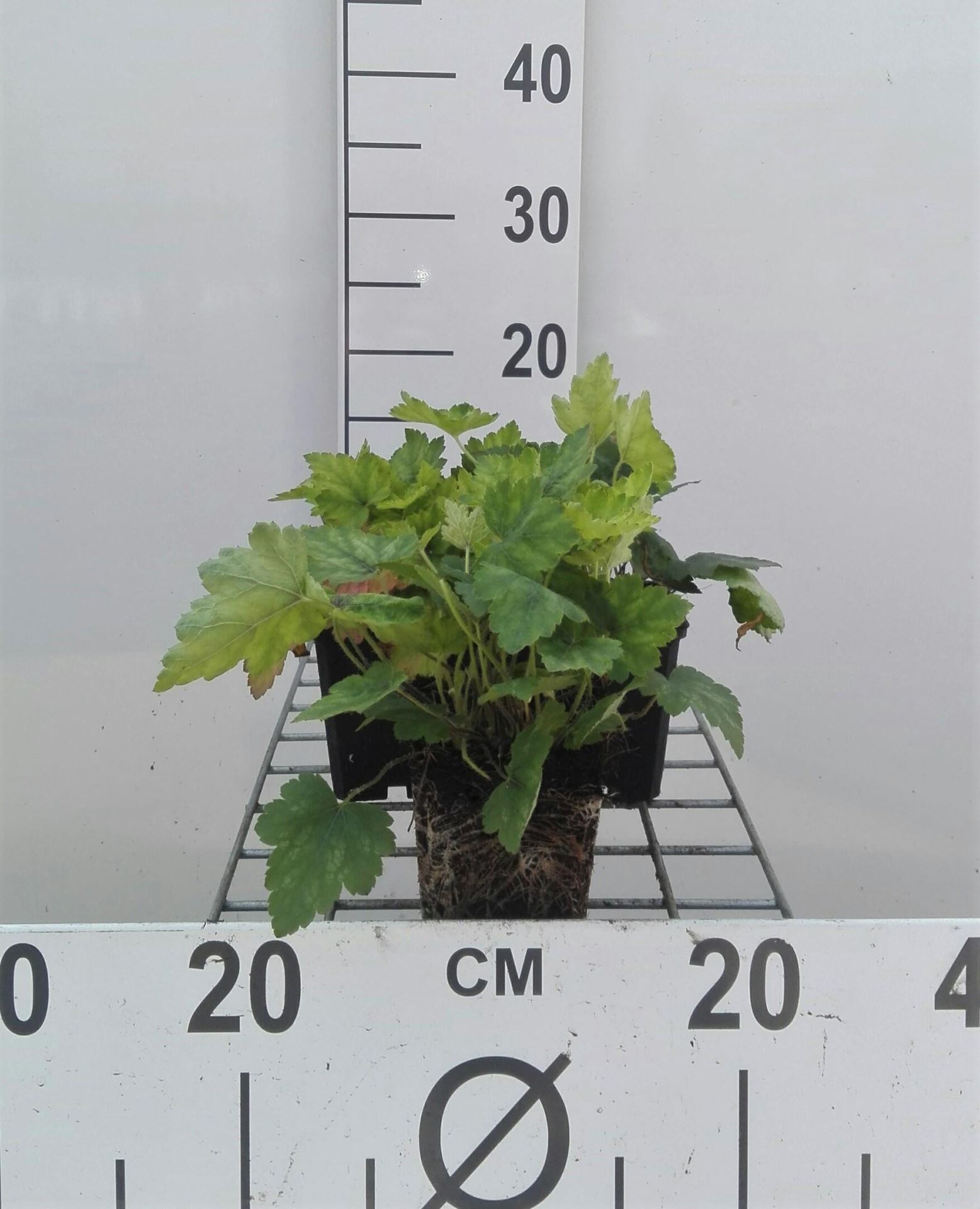 x Heucherella alba'Bridget Bloom'- pot 9x9 cm afbeelding