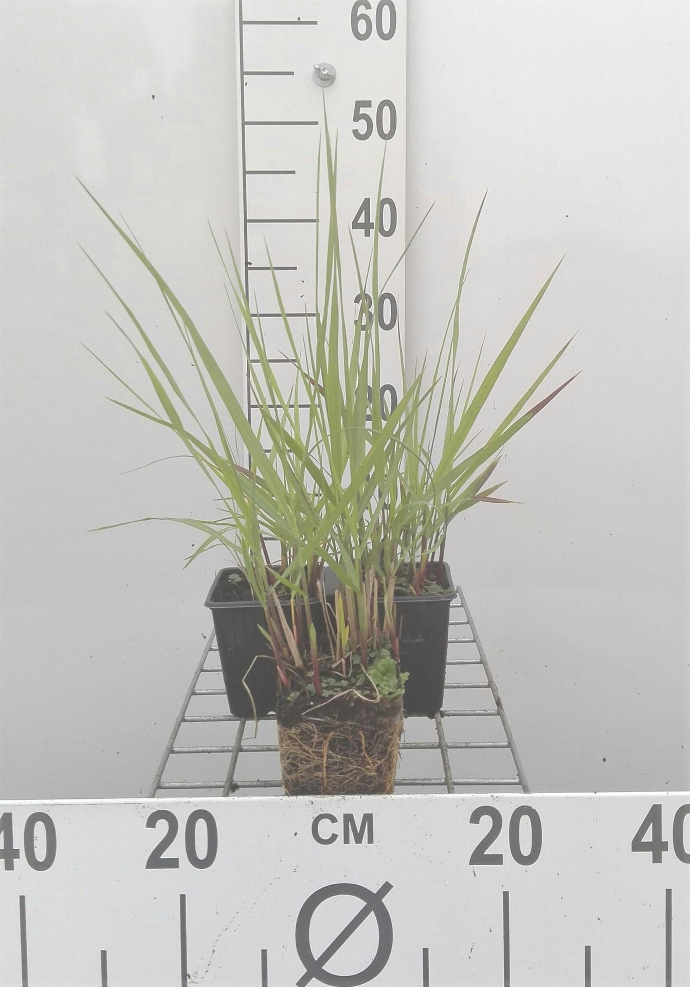 Panicum virgatum'Rehbraun'- pot 9x9 cm afbeelding