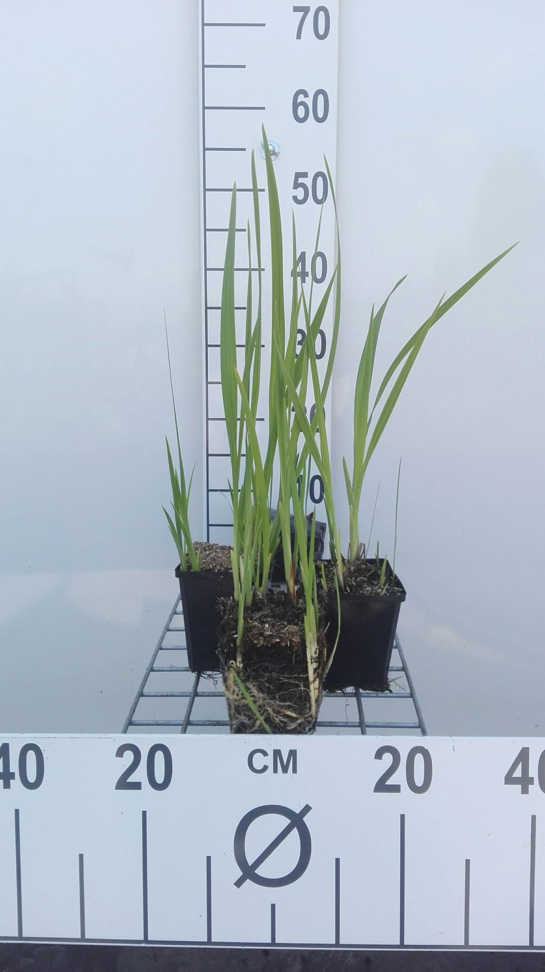 Crocosmia masoniorum - pot 9x9 cm afbeelding