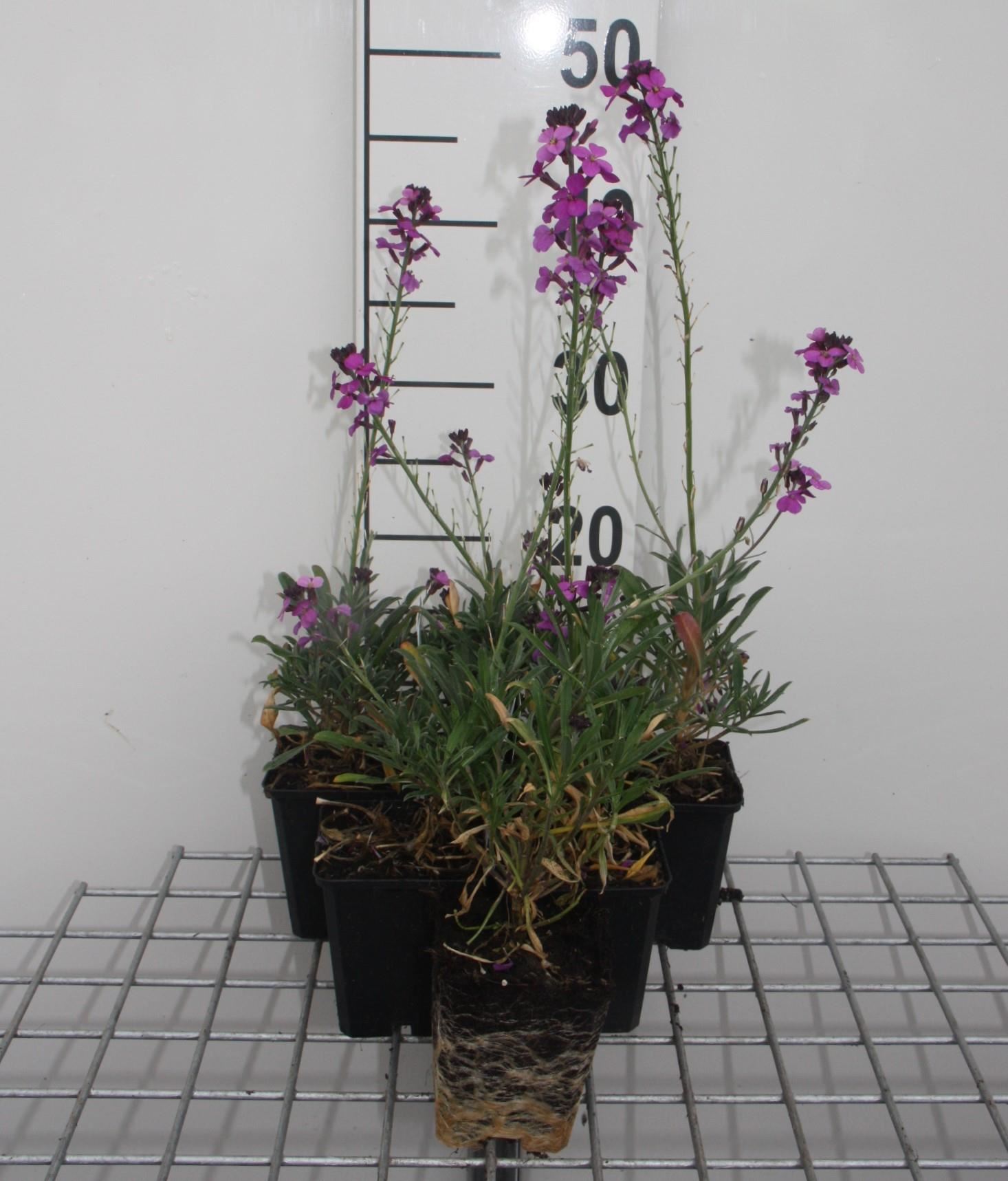 Erysimum'Bowles'Mauve'- pot 9x9 cm - Steenraket afbeelding