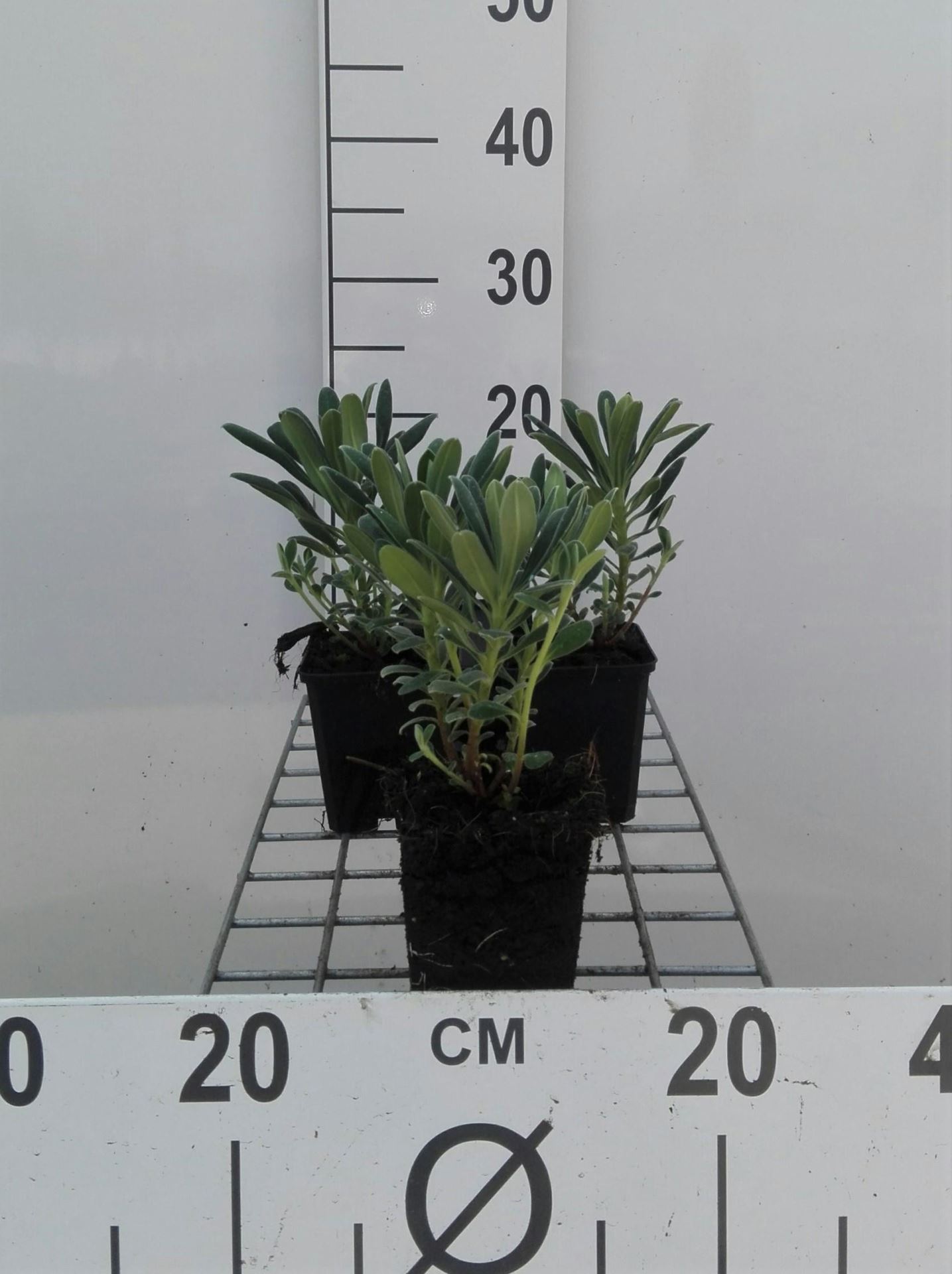 Euphorbia characias - pot 9x9 cm - Vroege wolfsmelk / Zuidelijke wolfsmelk / Mediterrane wolfsmelk afbeelding