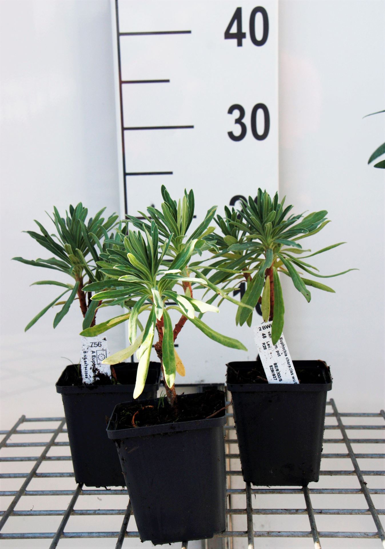 Euphorbia characias subsp. wulfenii - pot 9x9 cm - Wolfsmelk afbeelding