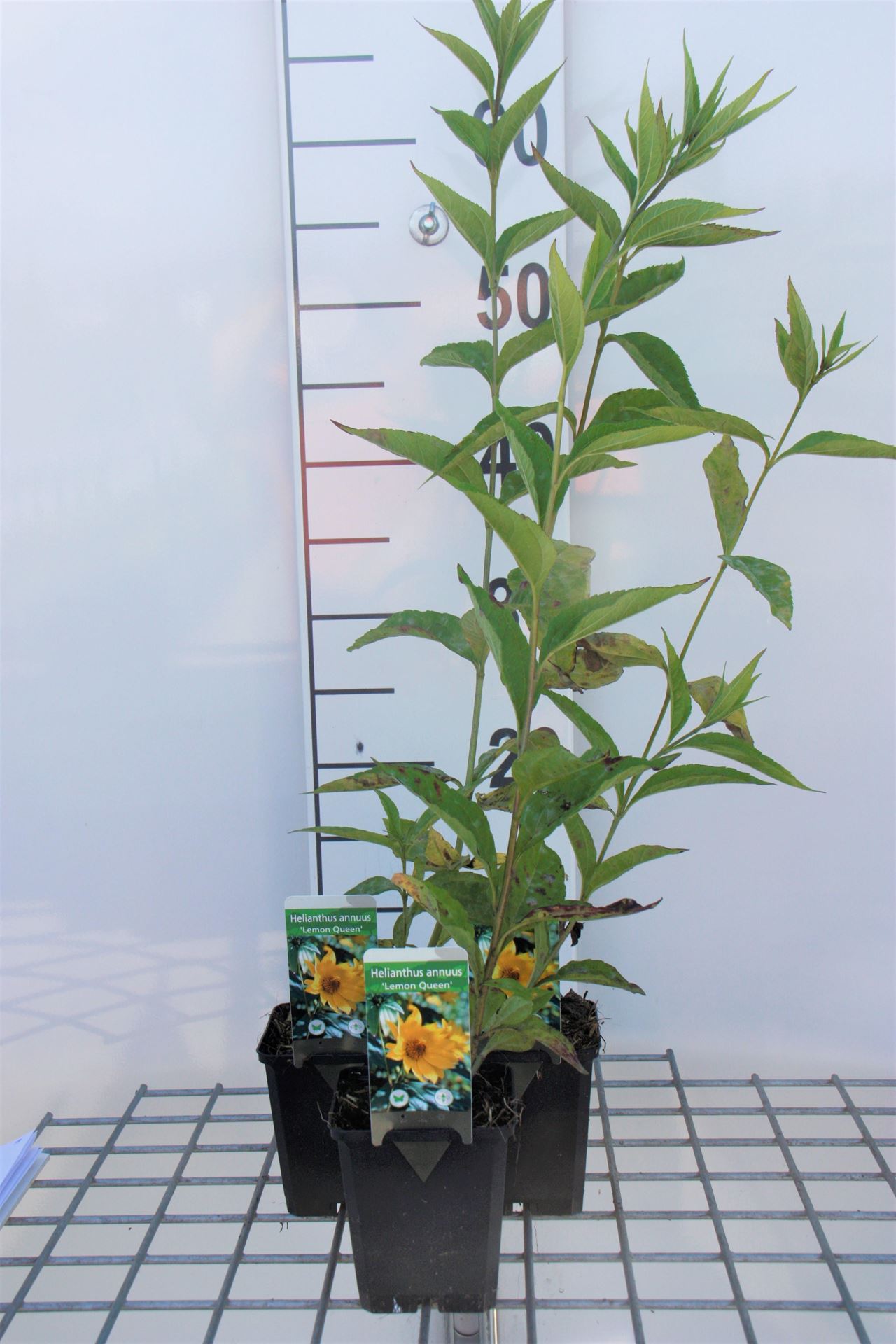 Helianthus'Lemon Queen'- pot 9x9 cm - Zonnebloem afbeelding