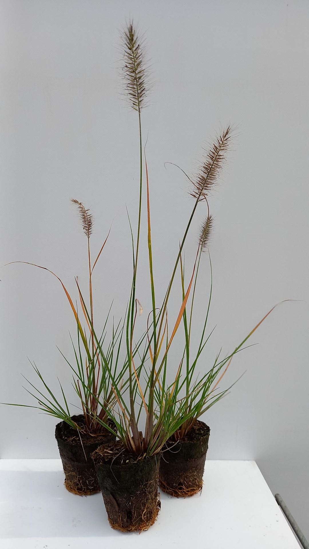 Pennisetum alopecuroides'Hameln'- biopot diameter 8 cm afbeelding