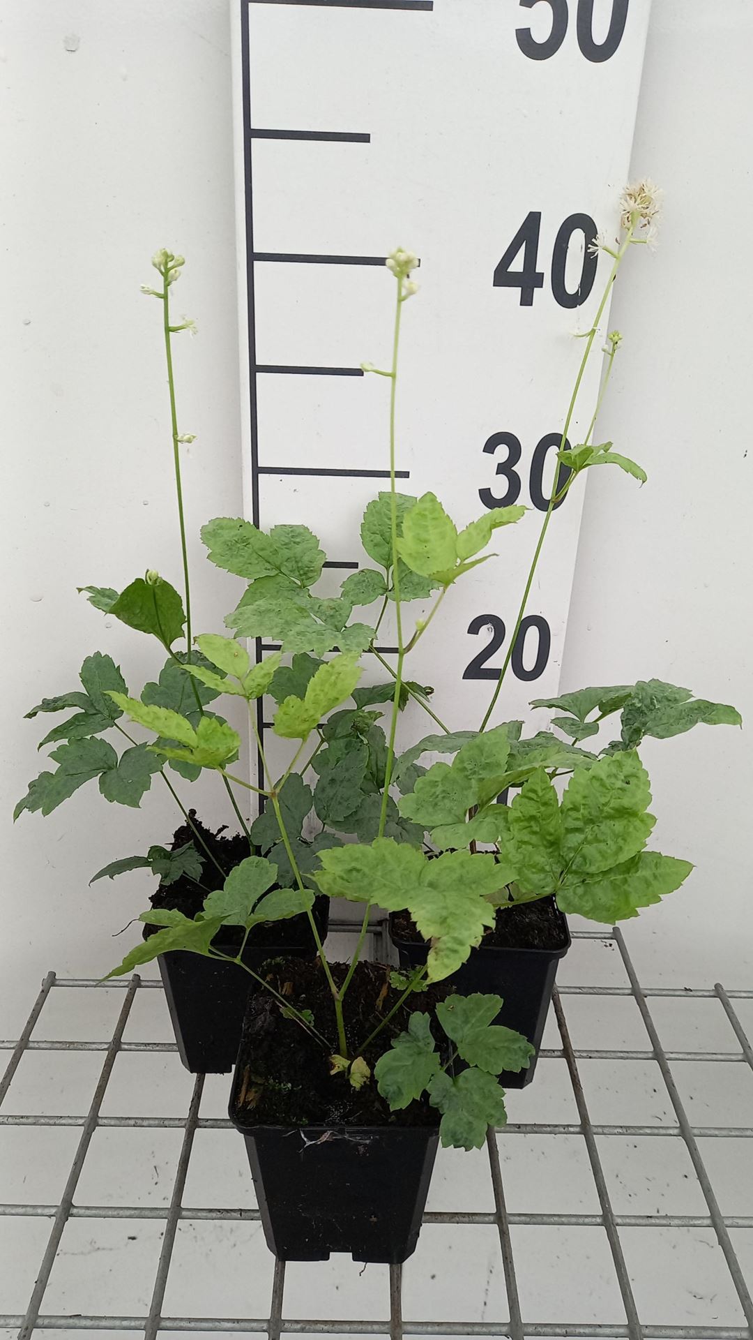 Actaea pachypoda'LK05'(Misty Blue) - pot 9x9 cm afbeelding