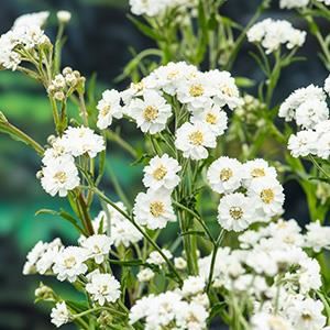 Achillea ptarmica - Biopot diameter 7 cm afbeelding