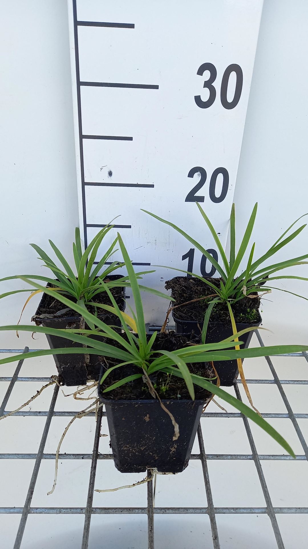 Agapanthus'AGA04051'(Brilliant Blue) - pot 9x9 cm afbeelding