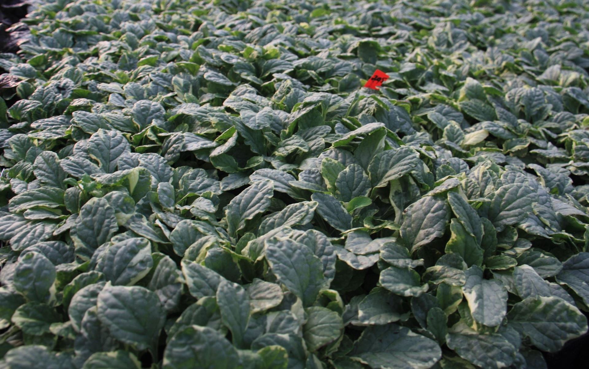 Ajuga reptans'Variegata'- pot 9x9 cm afbeelding