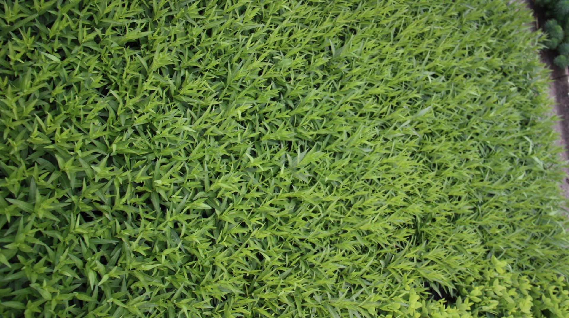 Amsonia orientalis - pot 9x9 cm afbeelding