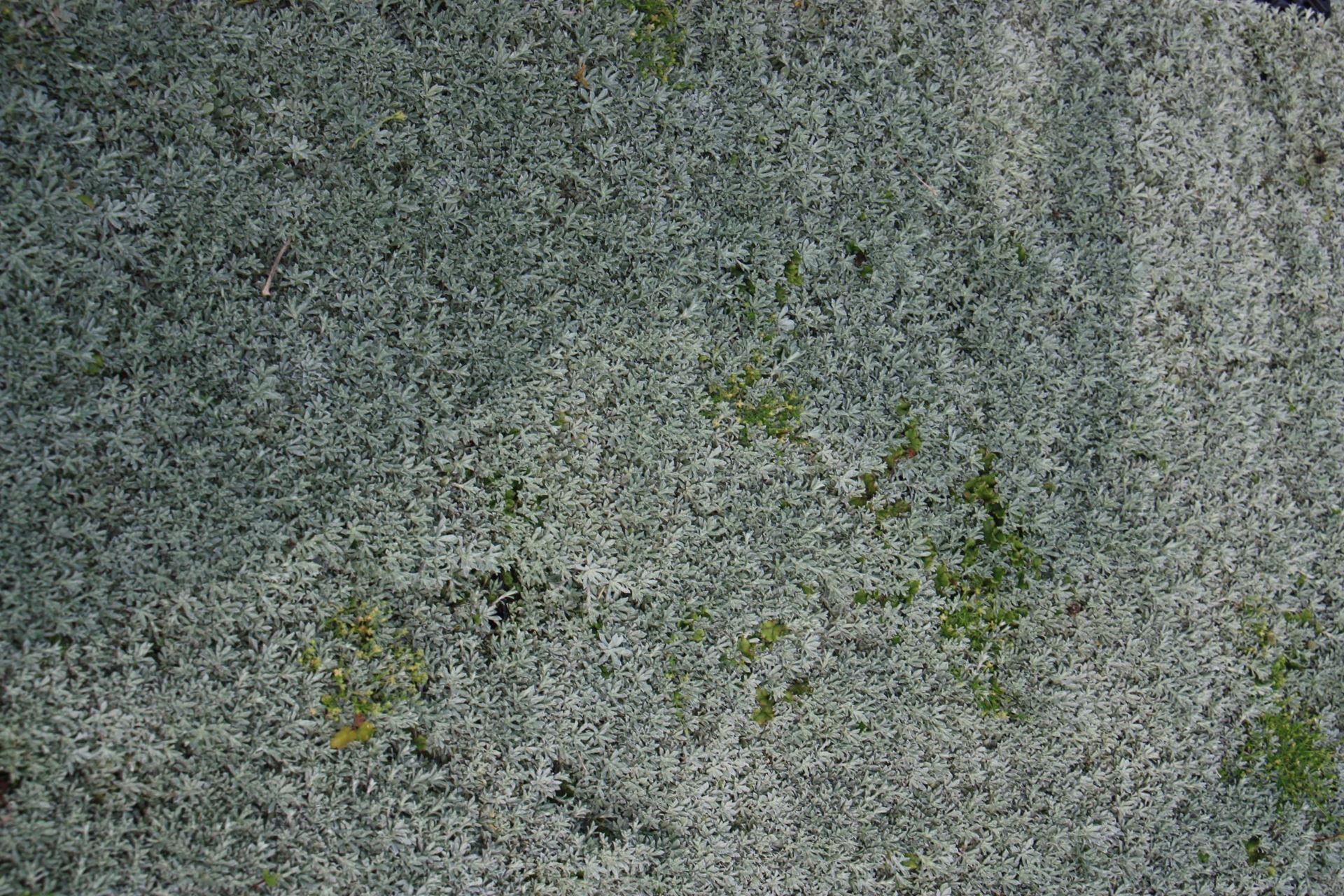 Anaphalis alpicola - pot 9x9 cm afbeelding