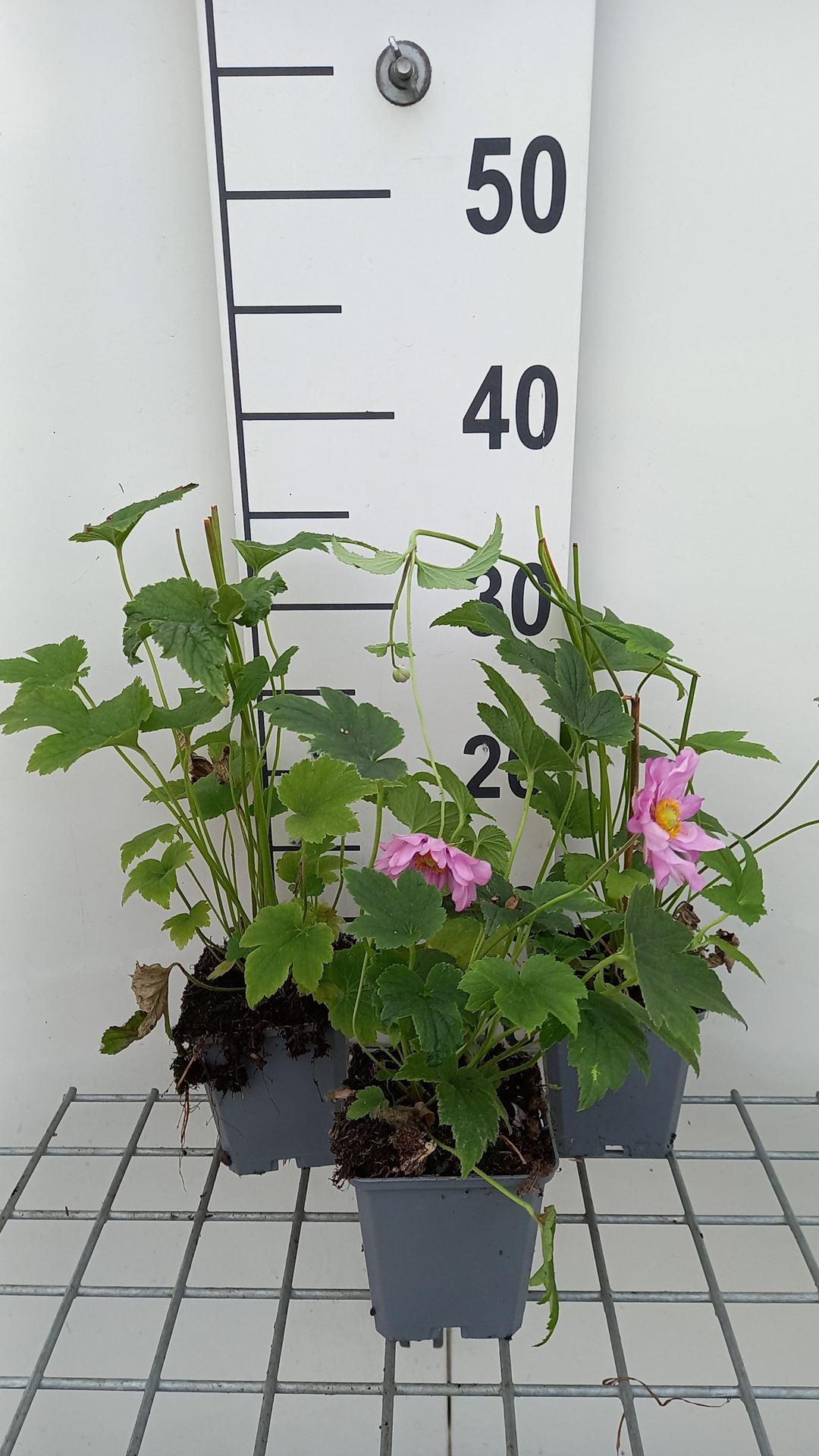 Anemone x hybrida'Margarete'- pot 9x9 cm afbeelding